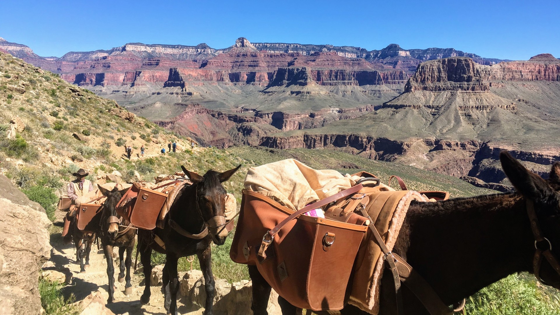 Mules are a common sight in the canyon.