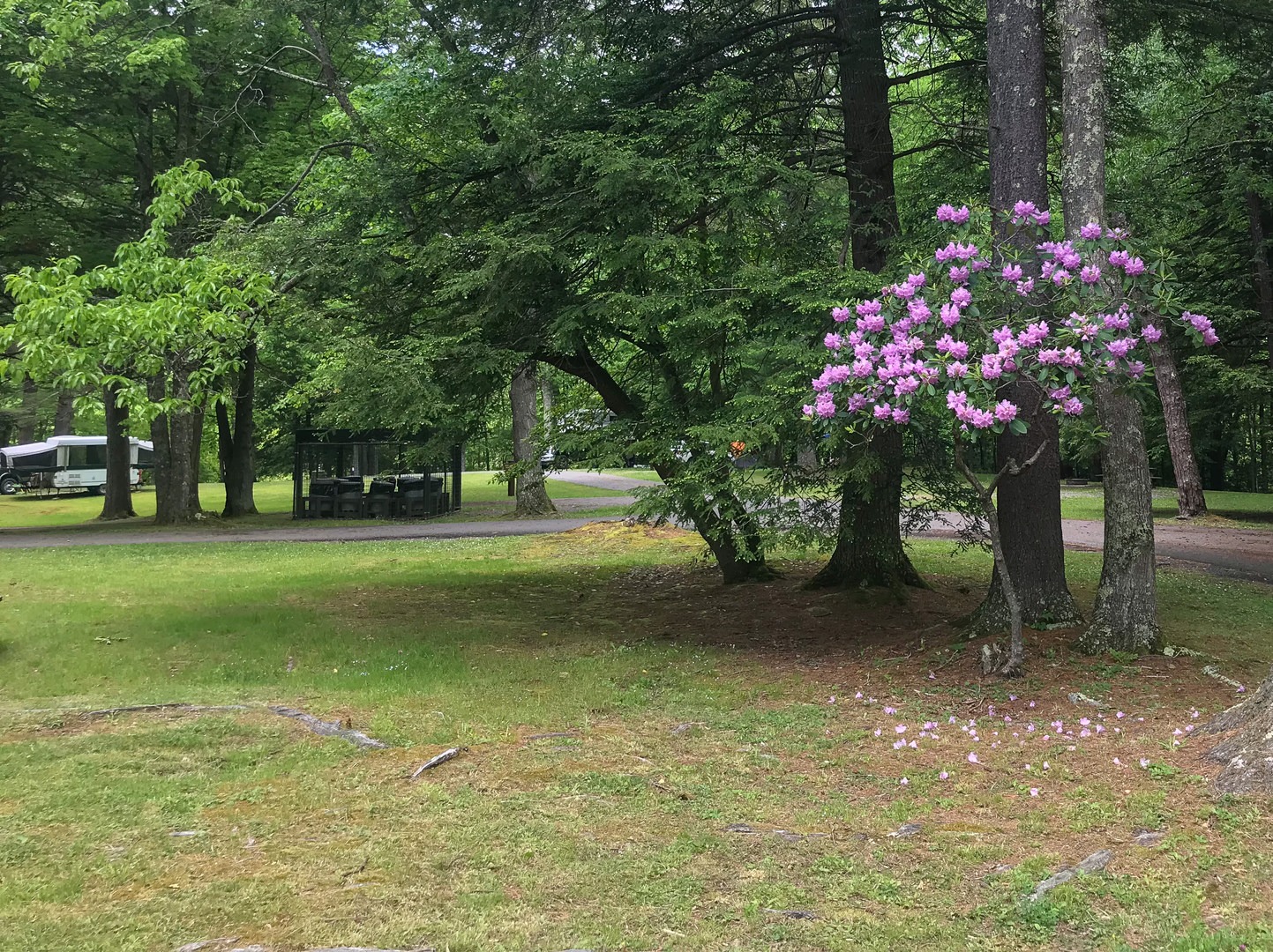 The old campground area that was part of the old CCC camp is very pretty.