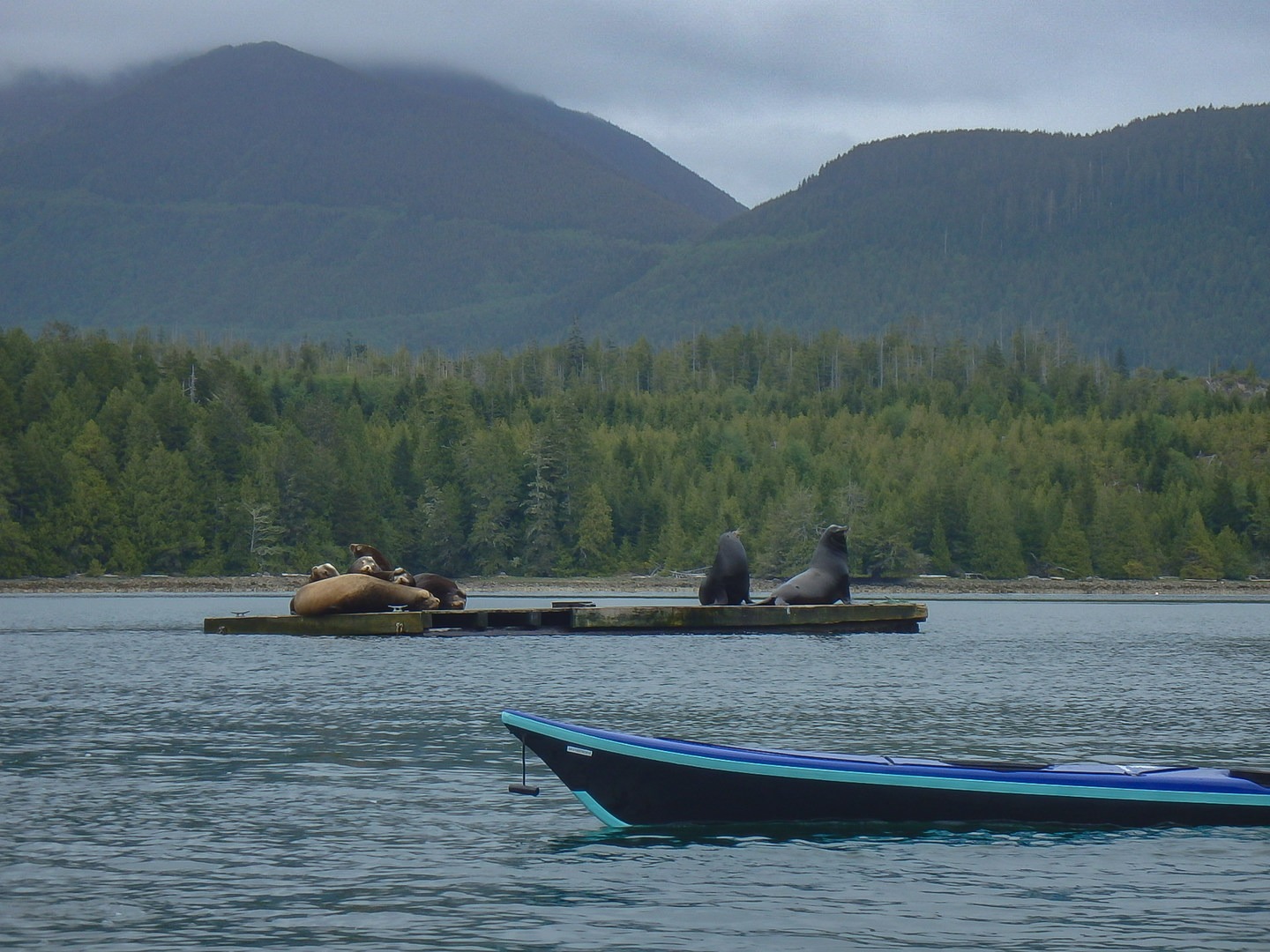 As with all wildlife, keep 100 meters distance at all times. For context, that's a standard Olympic sprint.