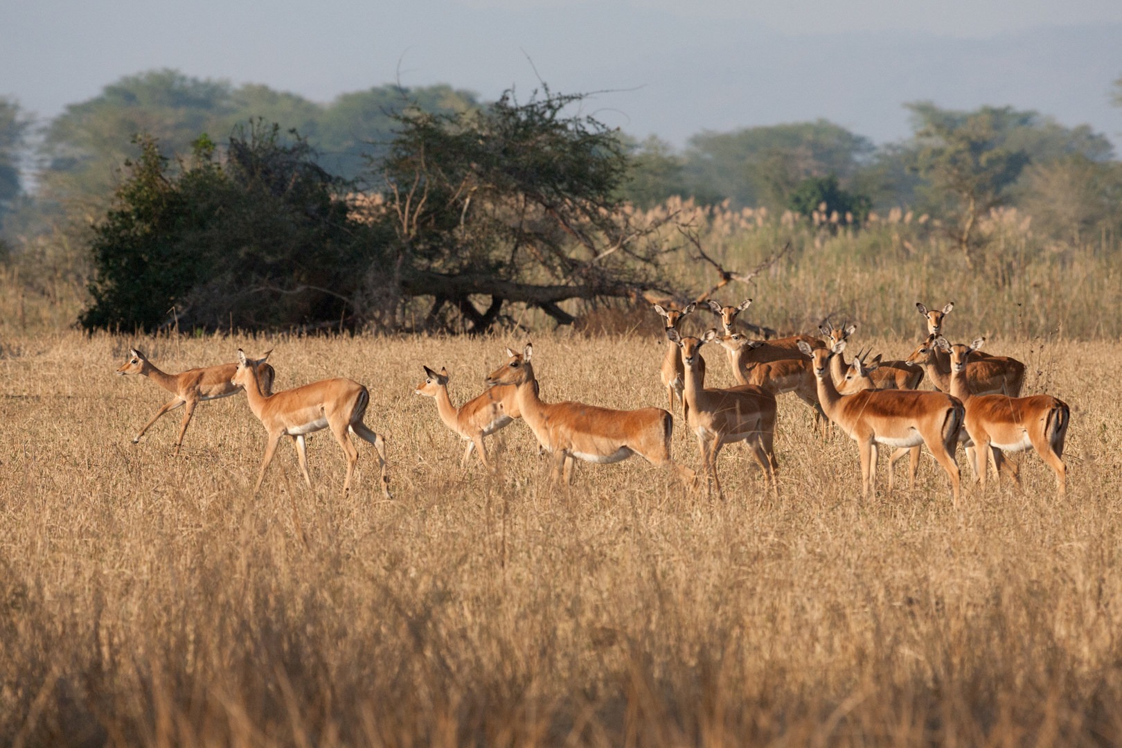 An early morning walking safari offers a special thrill.