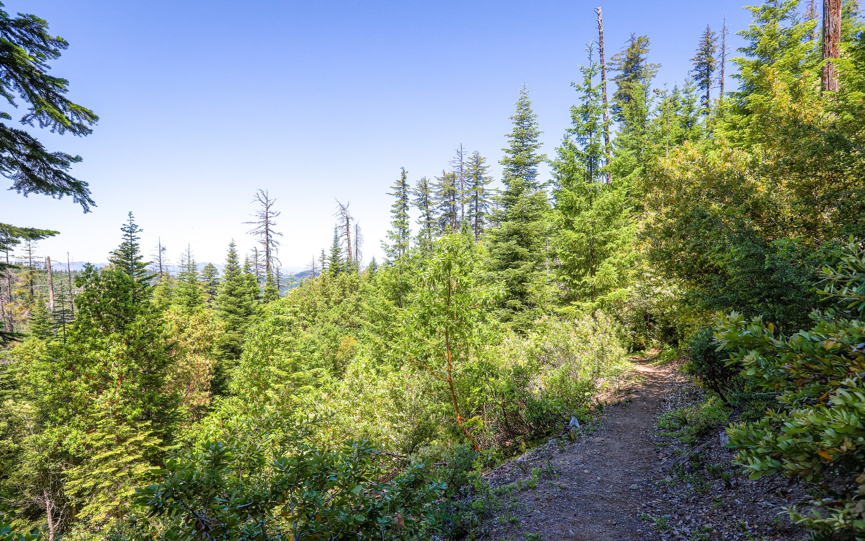 After the trail fork, the Old Growth Trail descends through an old-growth forest past large oak trees.