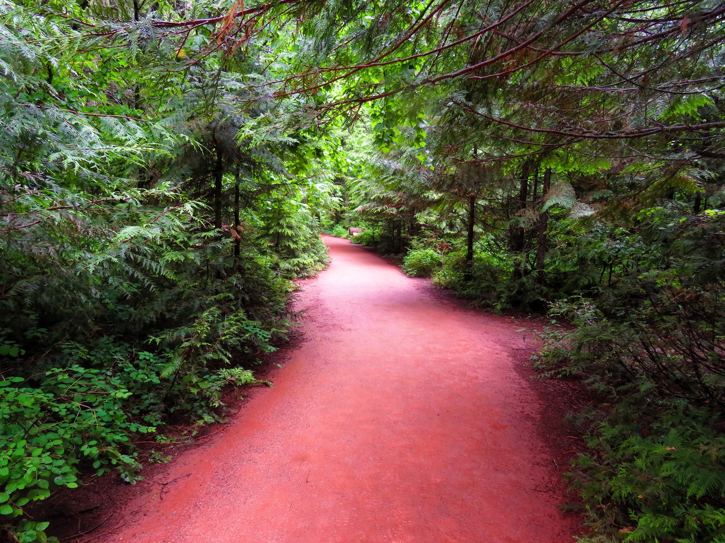 The strangely colored Trail of the Cedars.