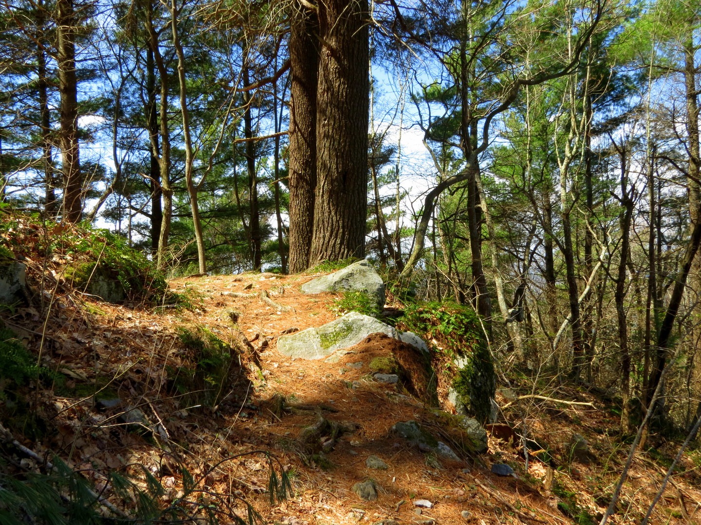 A small rock outcropping on Big Frog Trail.