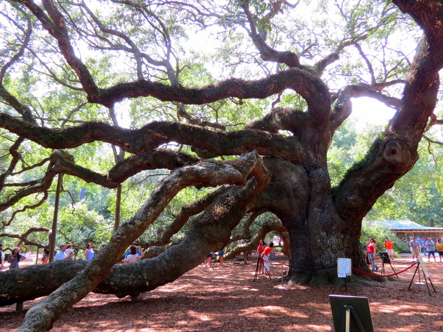 Some branches of the Angle Oak are so large, they start to crawl out along the ground.