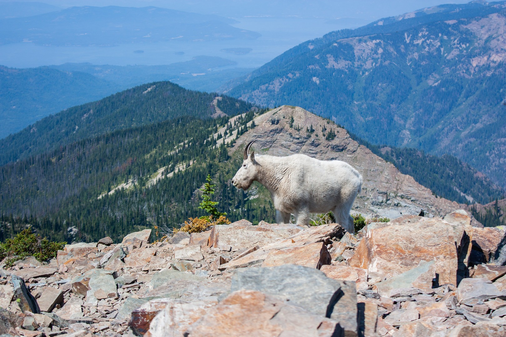 The view of Lake Pend Oreille from the summit of Scotchman Peak.