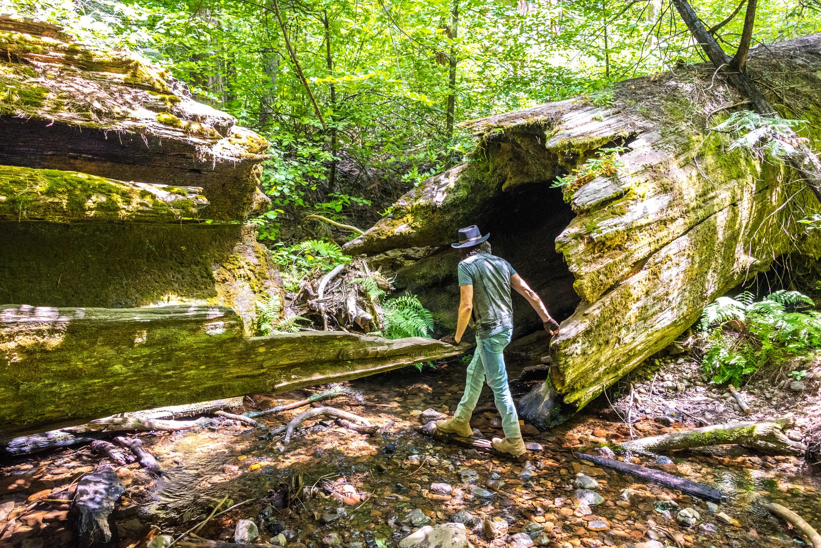 A hiker exploring a fallen giant sequoia.