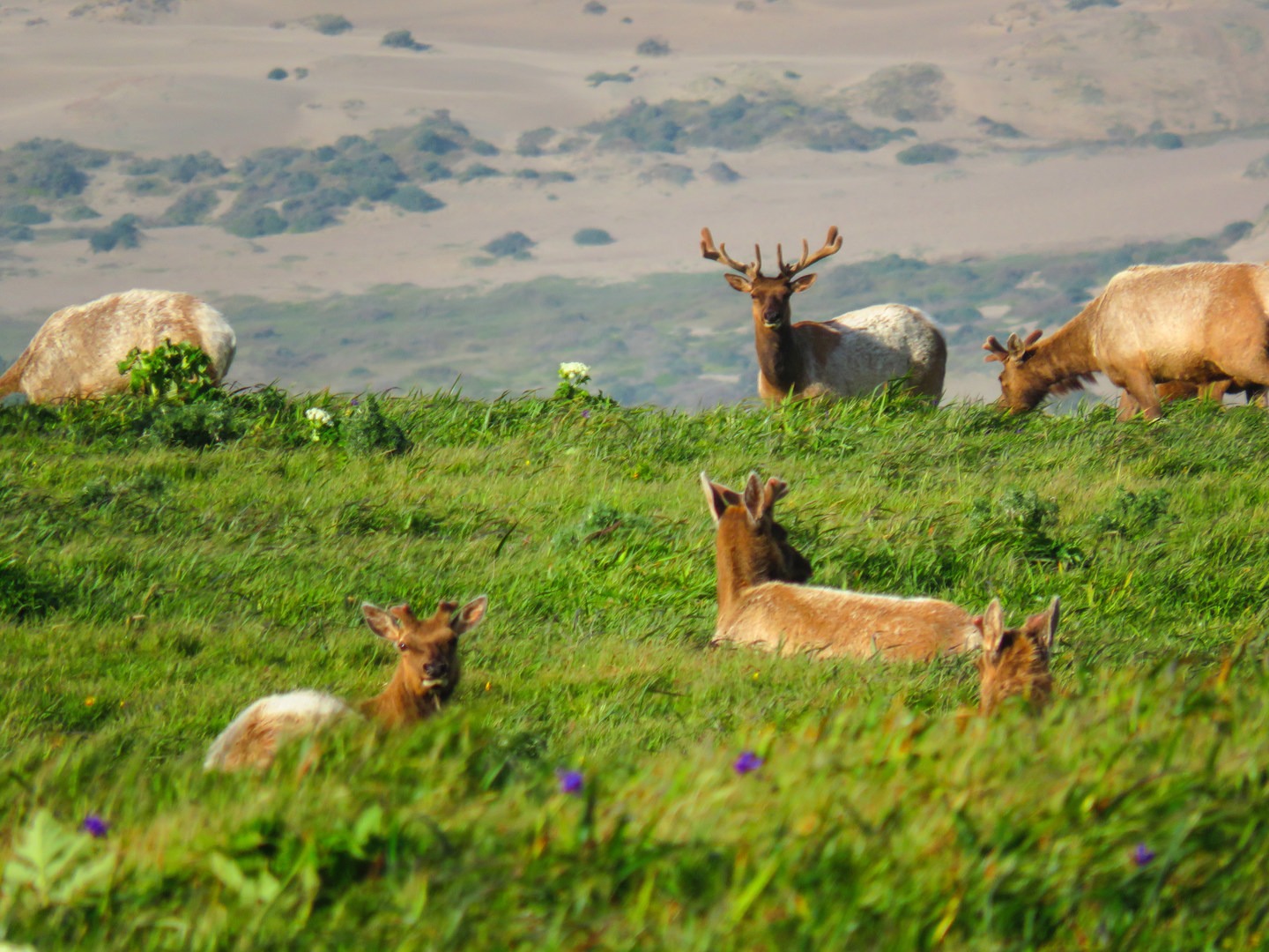 Tomales Point Elk Reservation Outdoor Project