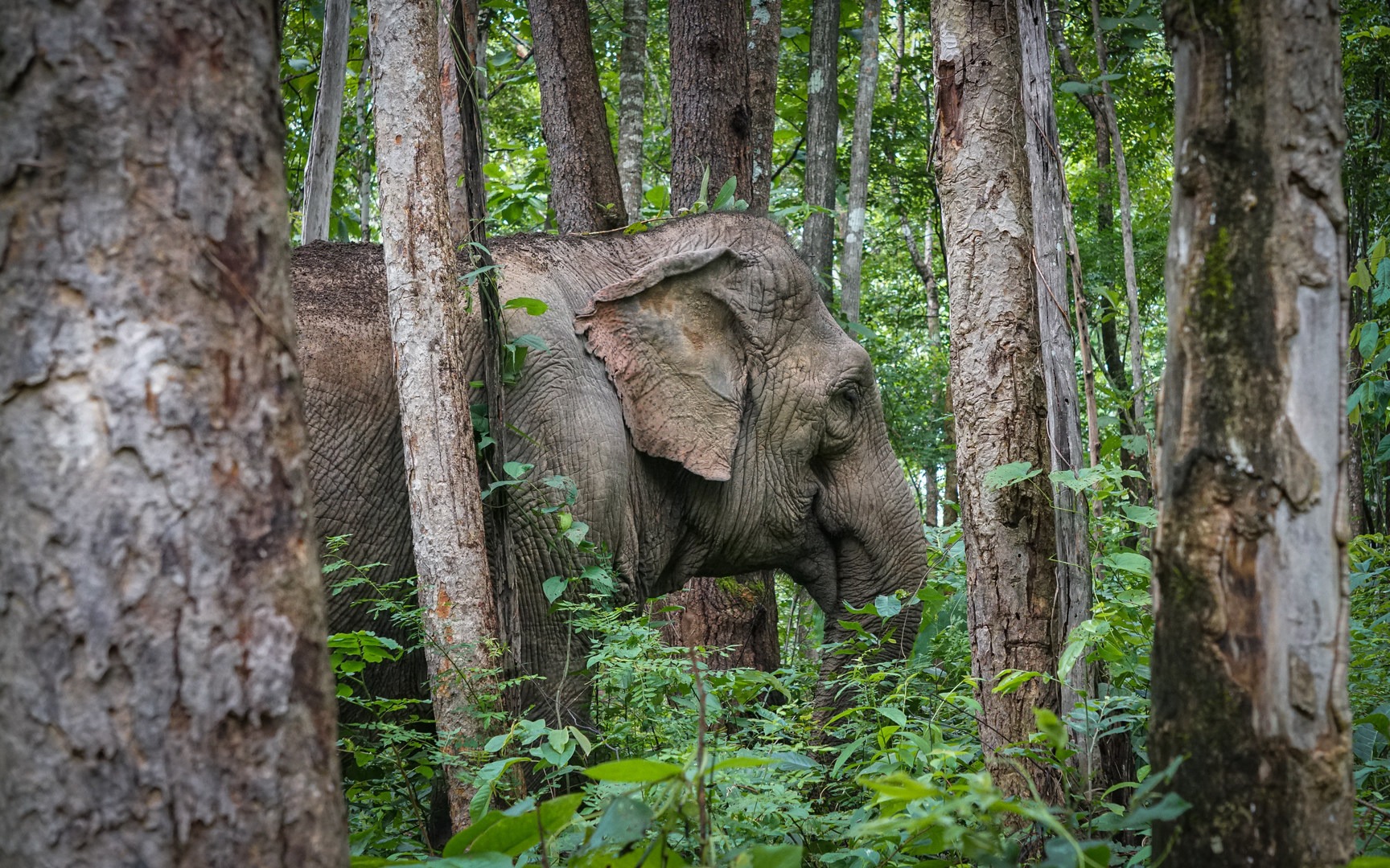 Observers are asked to maintain a small distance from the elephants, and photographs are encouraged.