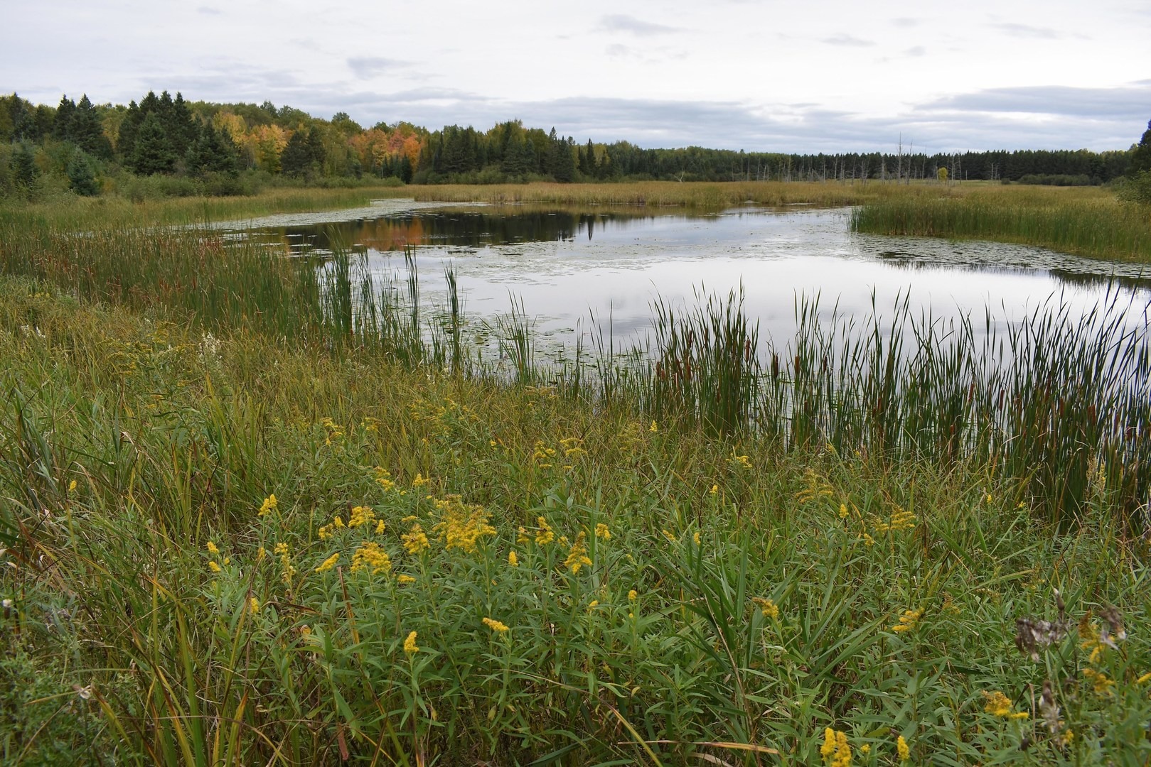 Wildlife pond at Moose Lake State Park.