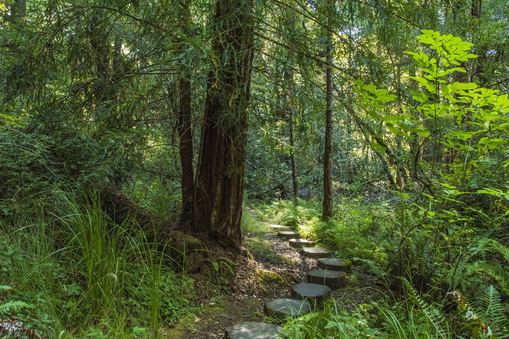 The tree stumps on the Jackson Flats Trail is a unique feature.