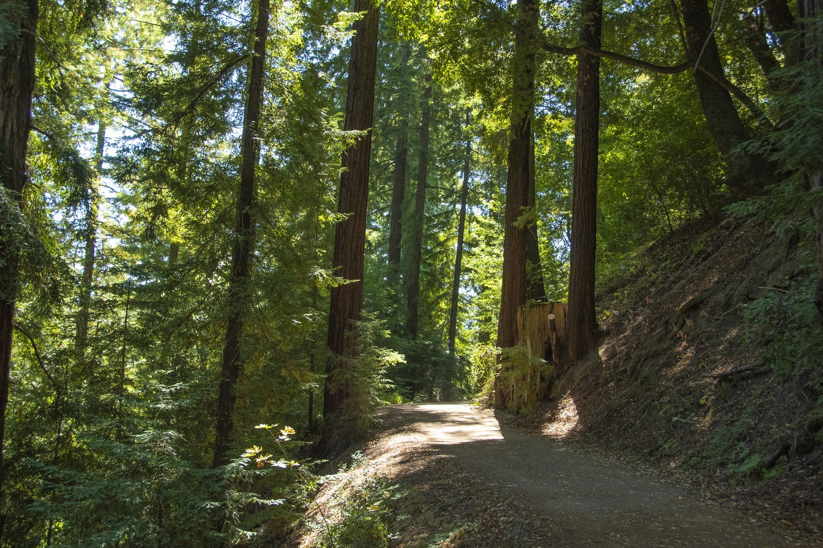 Strolling through dense redwoods on the Alma Trail.