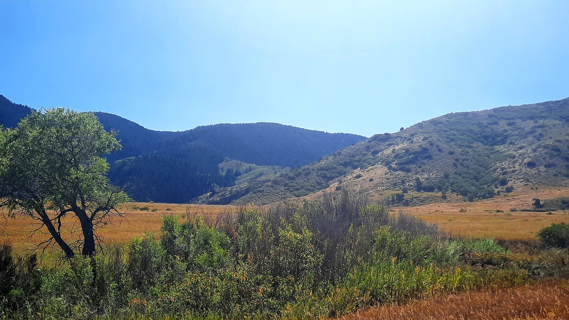 Grazing Elk trail occupies a unique space between Rocky Mountain prairie foothills and larger pine-tree covered mountains.
