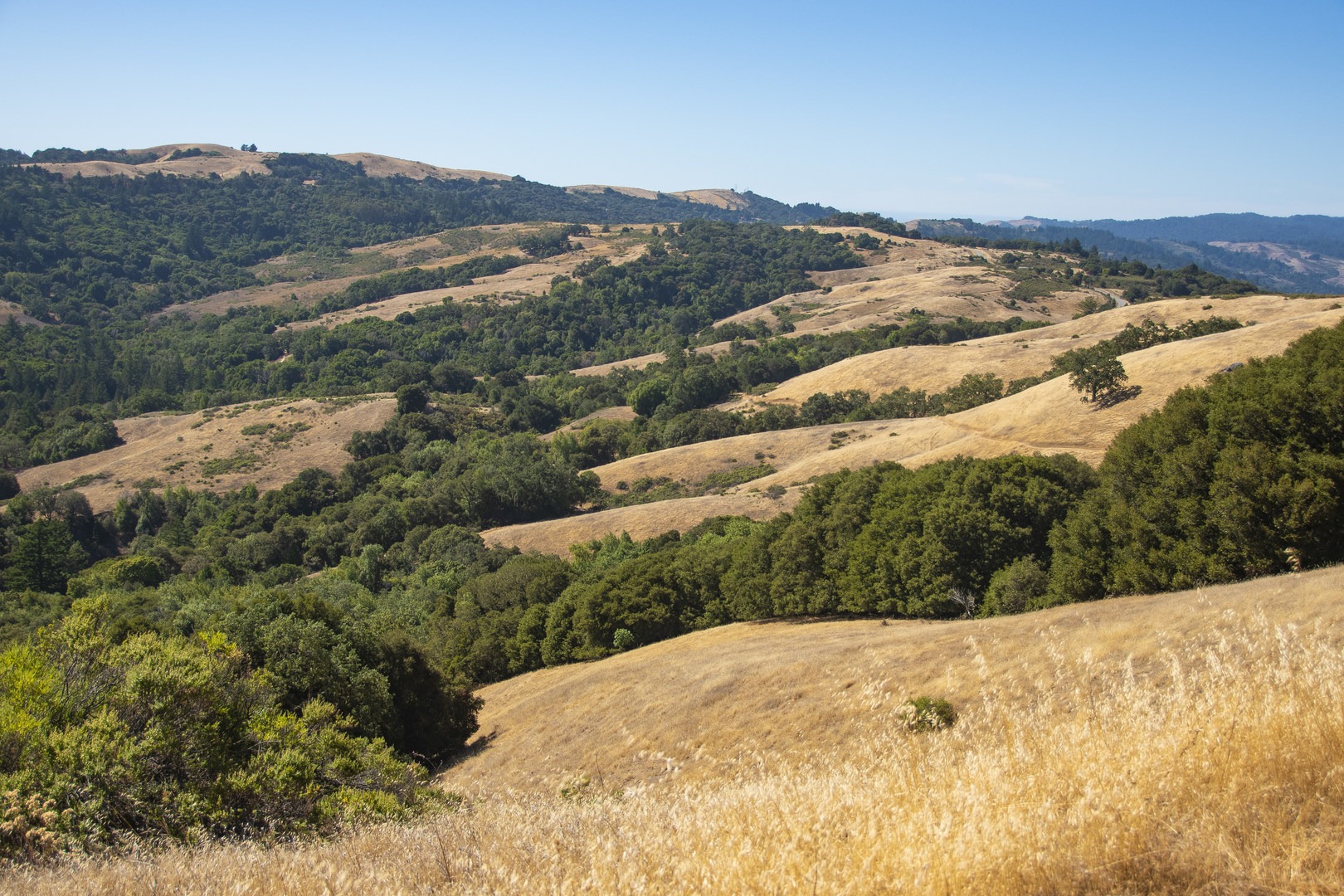 From the Bella Vista Trail you can see the rippling hills and ravines created by the movement of the San Andreas Fault.