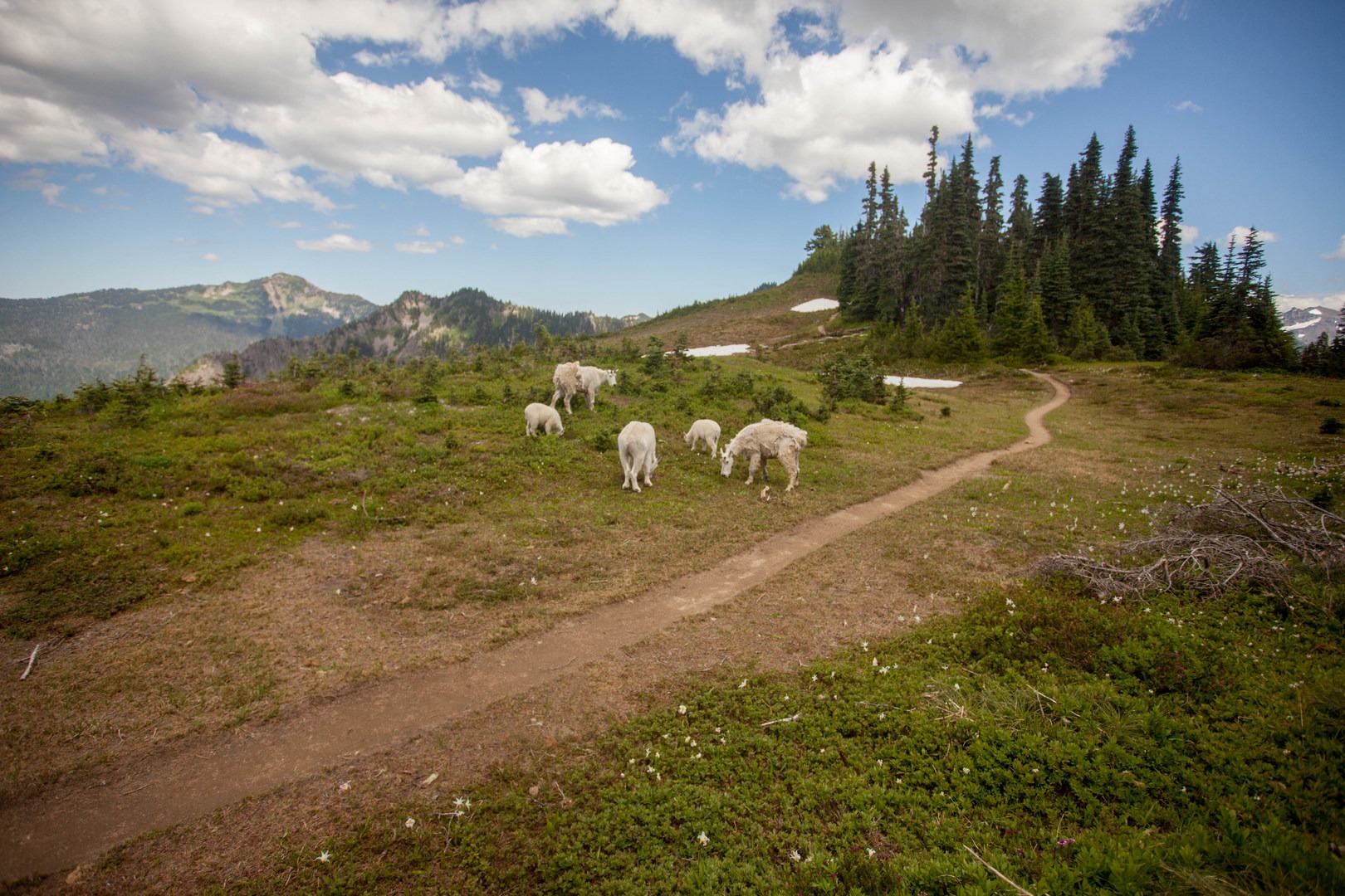 Olympic Mountain Goats!