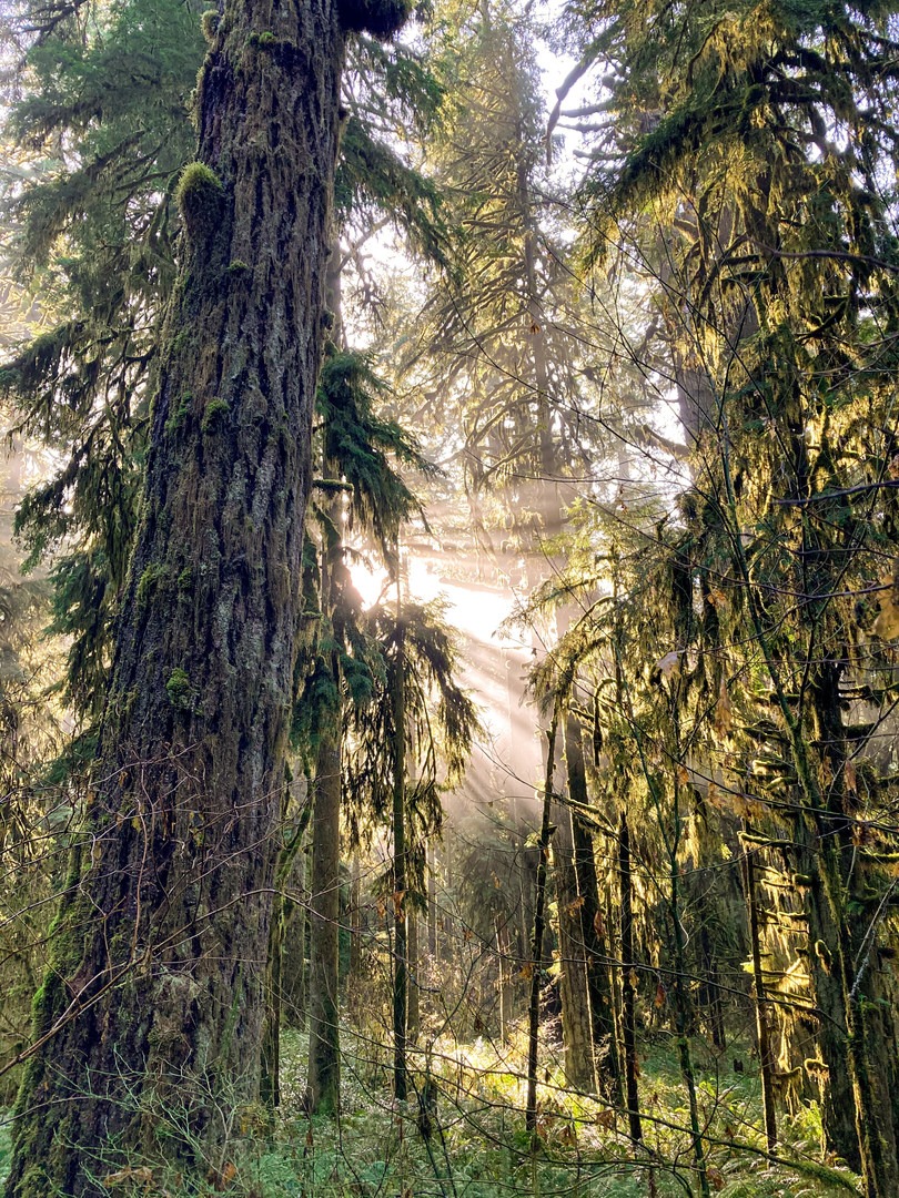 Howard Creek Loop Outdoor Project