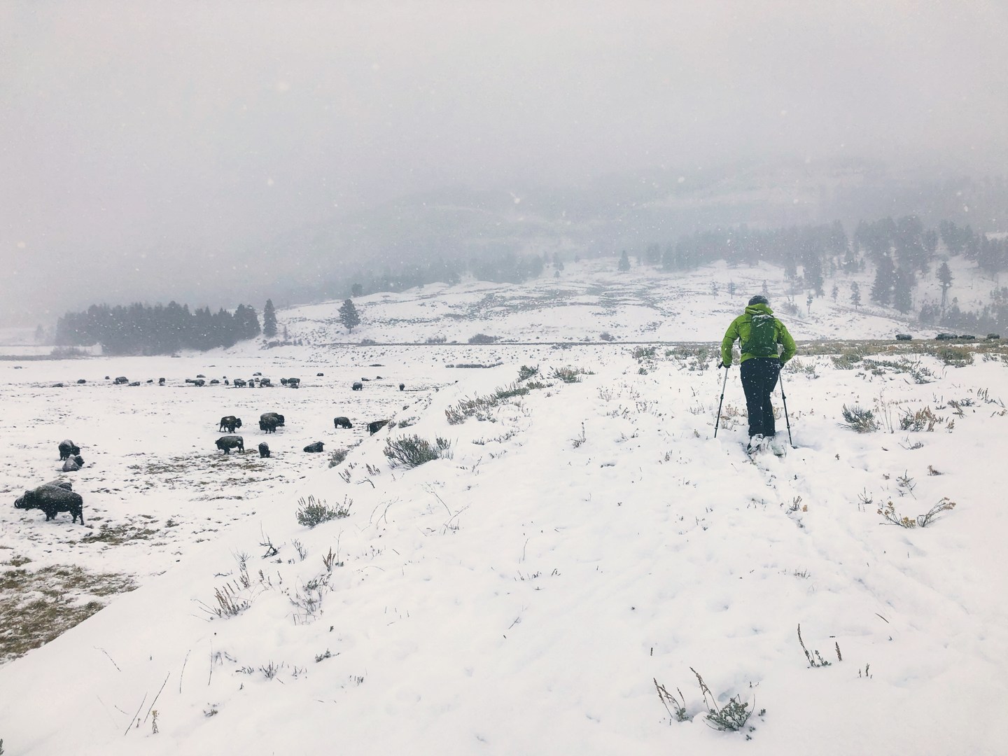 From the top of the plateau, you can get great views of the bison herd without getting too close. Still, some bison will stray onto the plateau and you should be mindful to kee your distance.