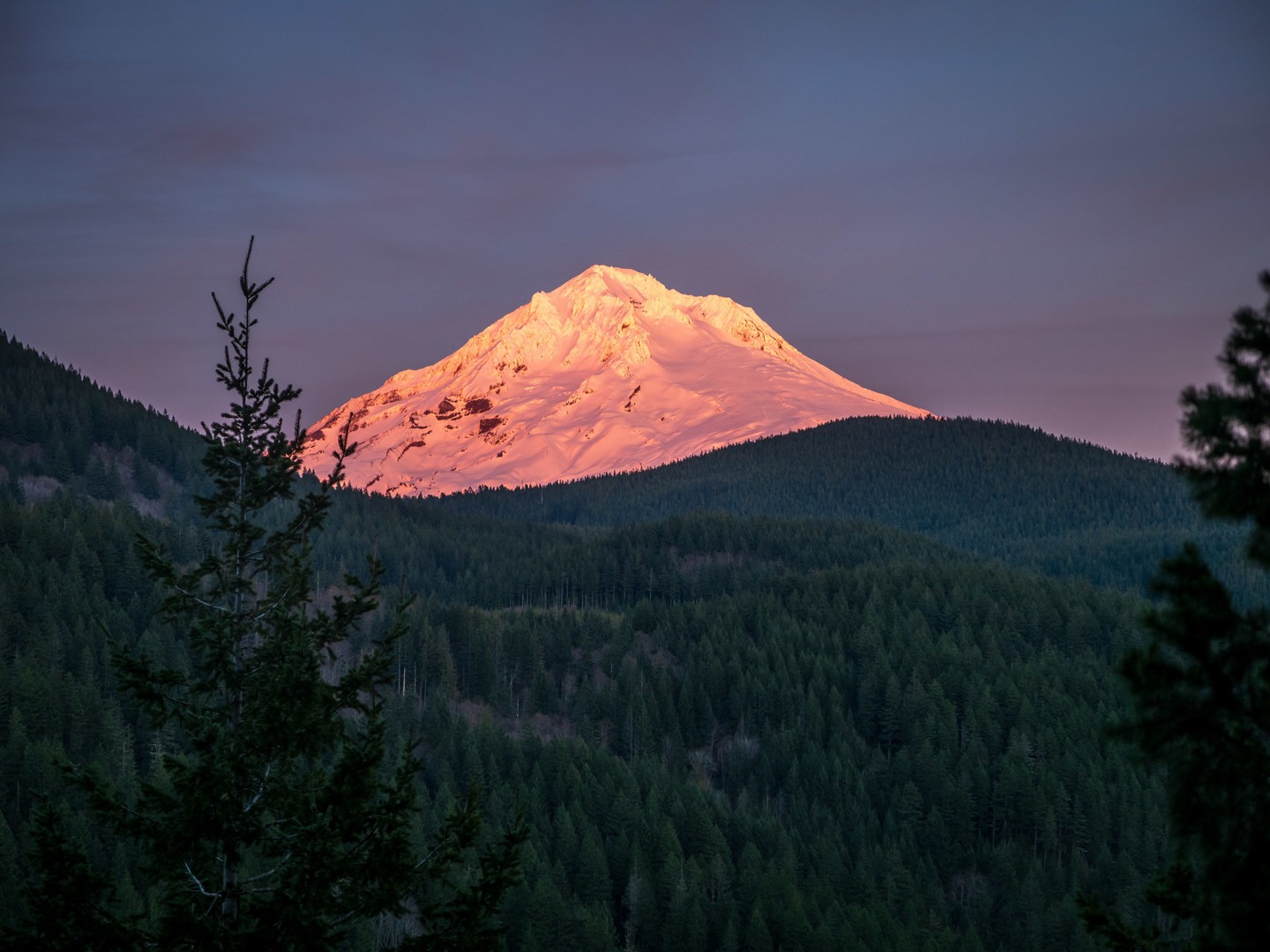 Alpenglow on Mt Hood from the Flag Mountain Trail.