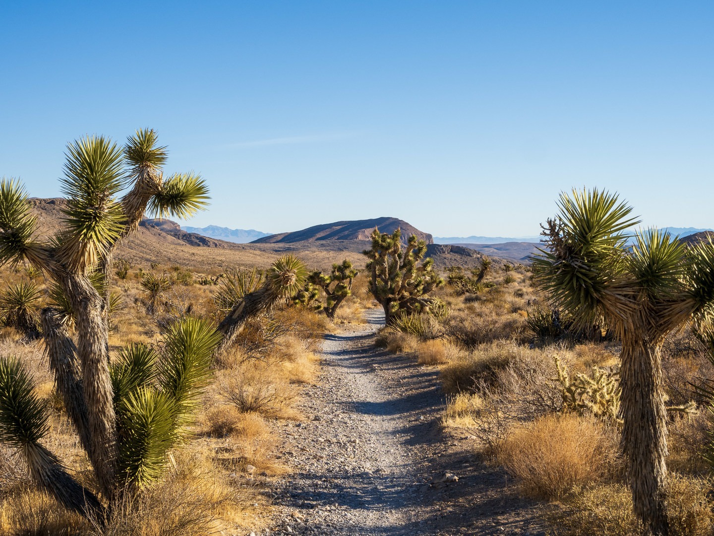 The Mustang Loop travels through typical desert terrain, thick with Joshua Trees in places.