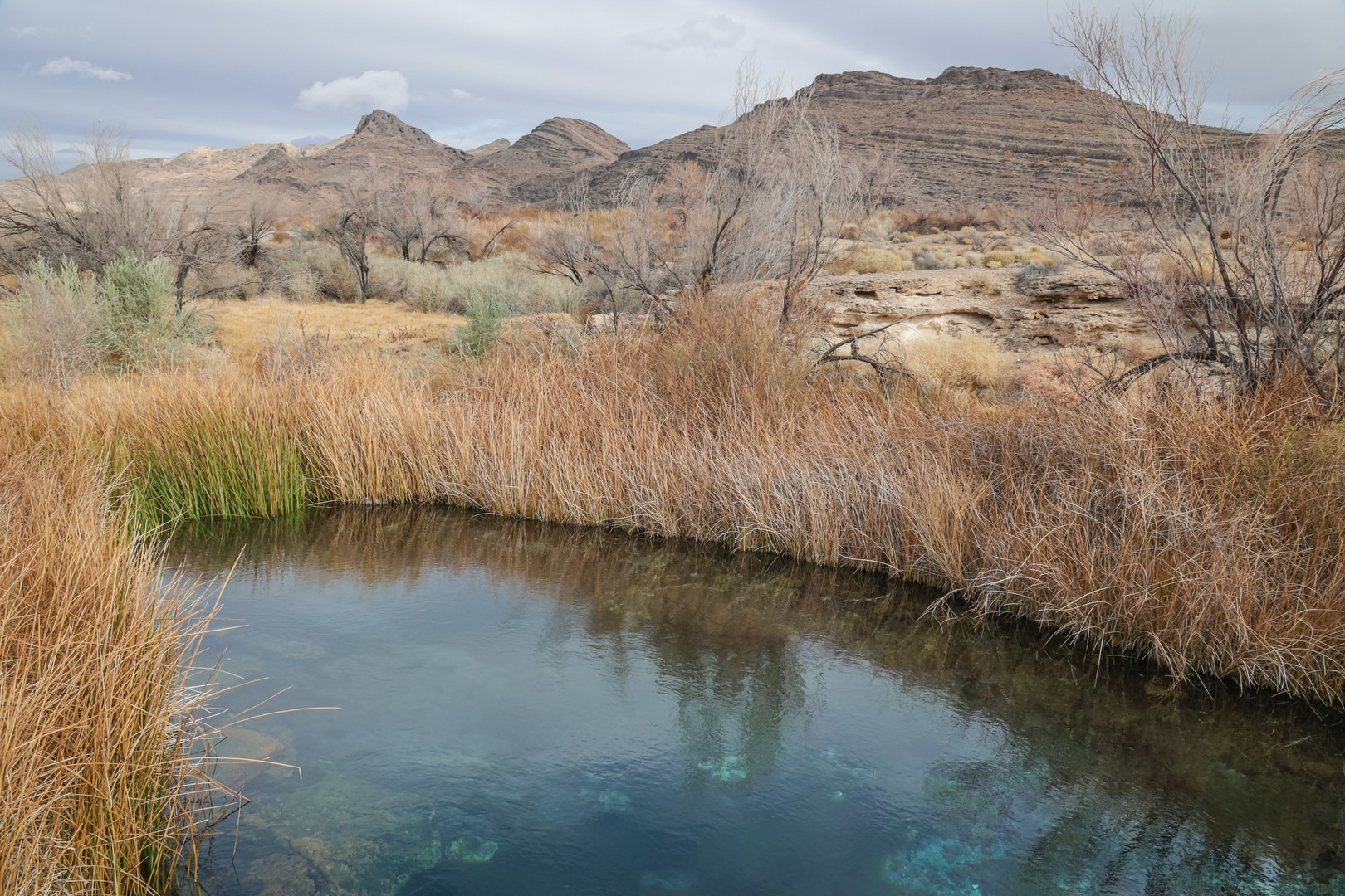 Kings Pool, a crystal clear spring where pupfish can be observed swimming.