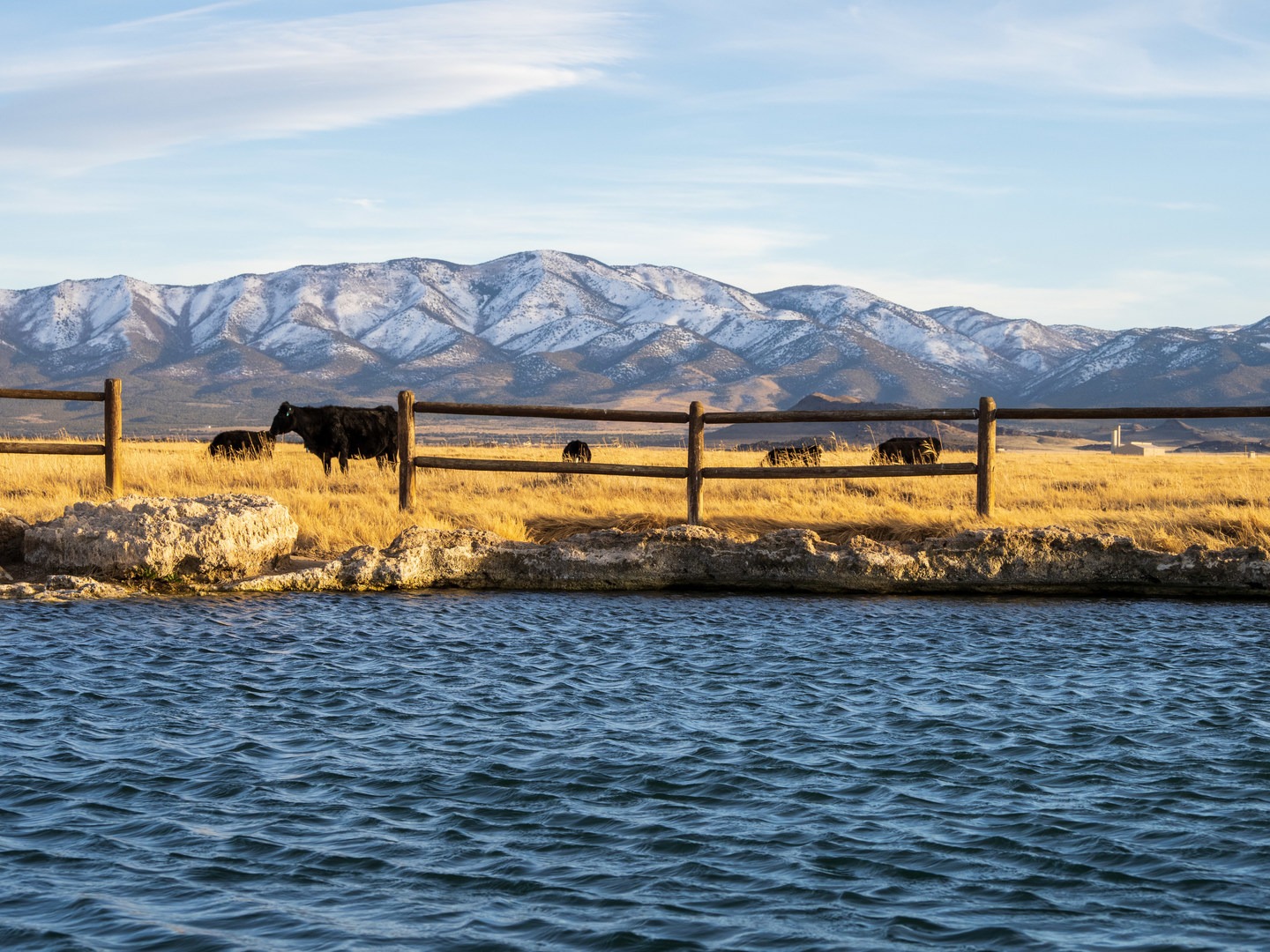 One of the hot spring pools and the resident cows.