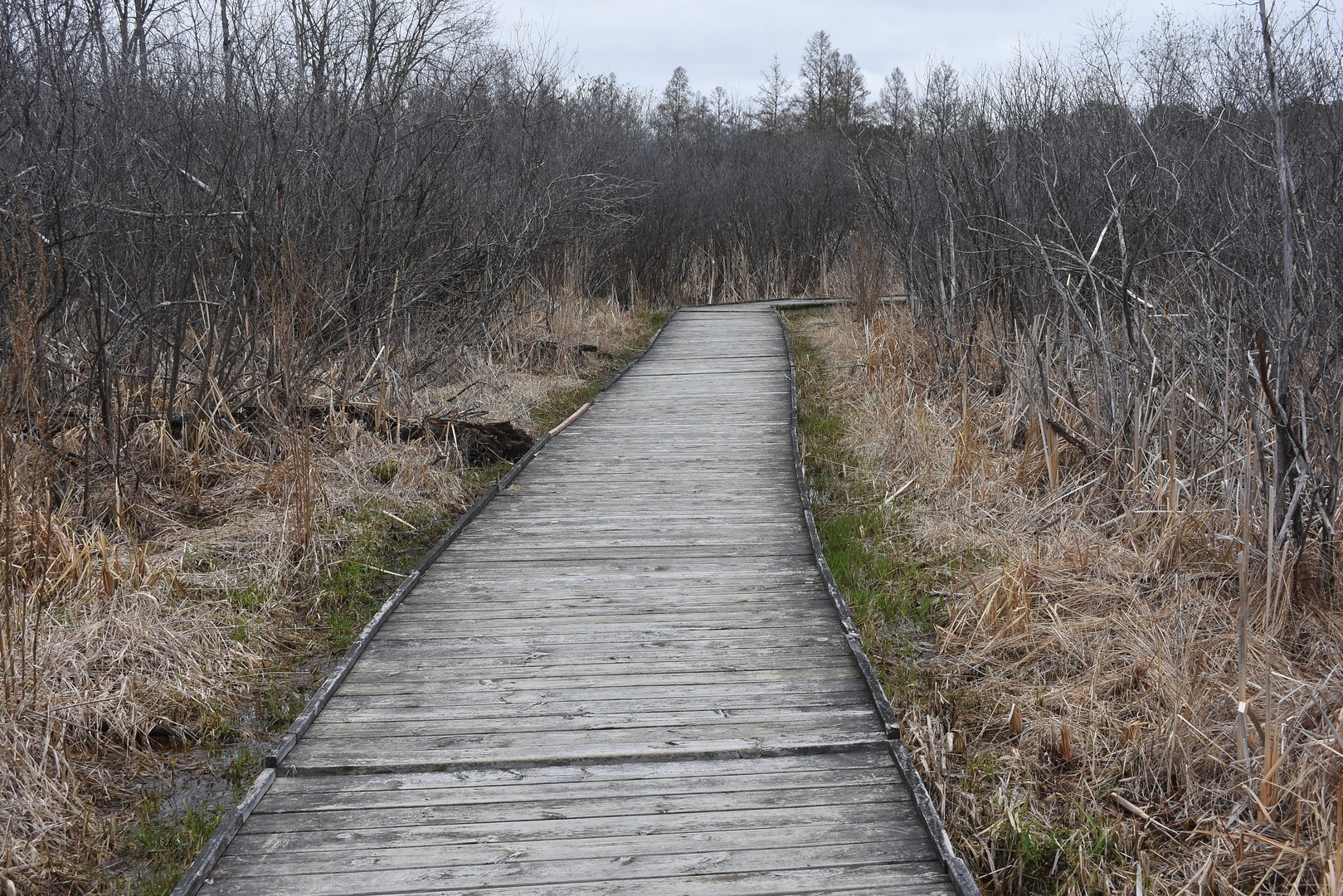 Boardwalk on the trail.