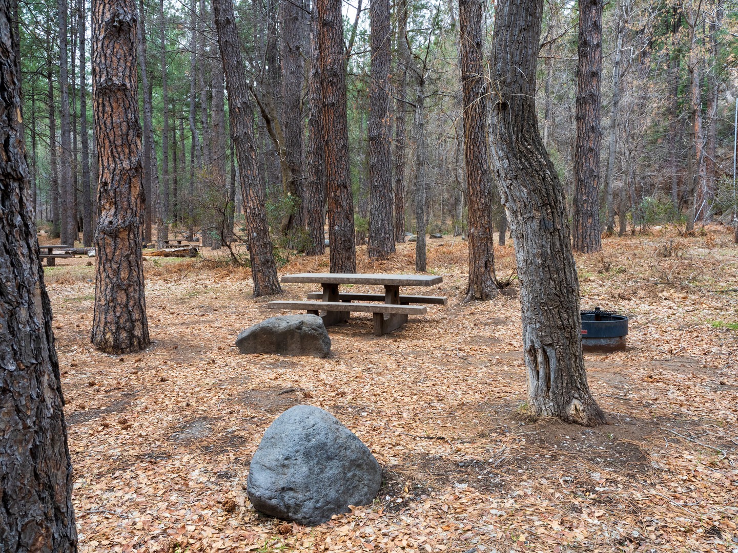 A typical campsite at Cave Springs Campground.