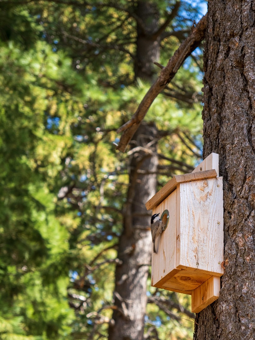 Birdhouse along the trail.