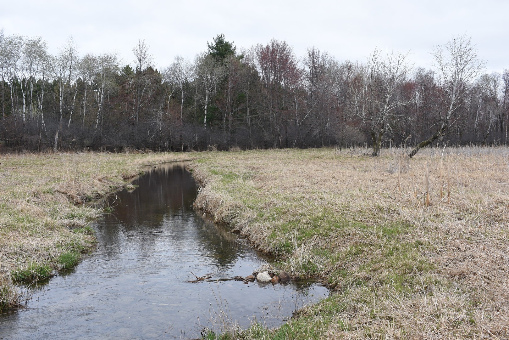 Wetlands viewed from Coon Lake Regional Park Trail.
