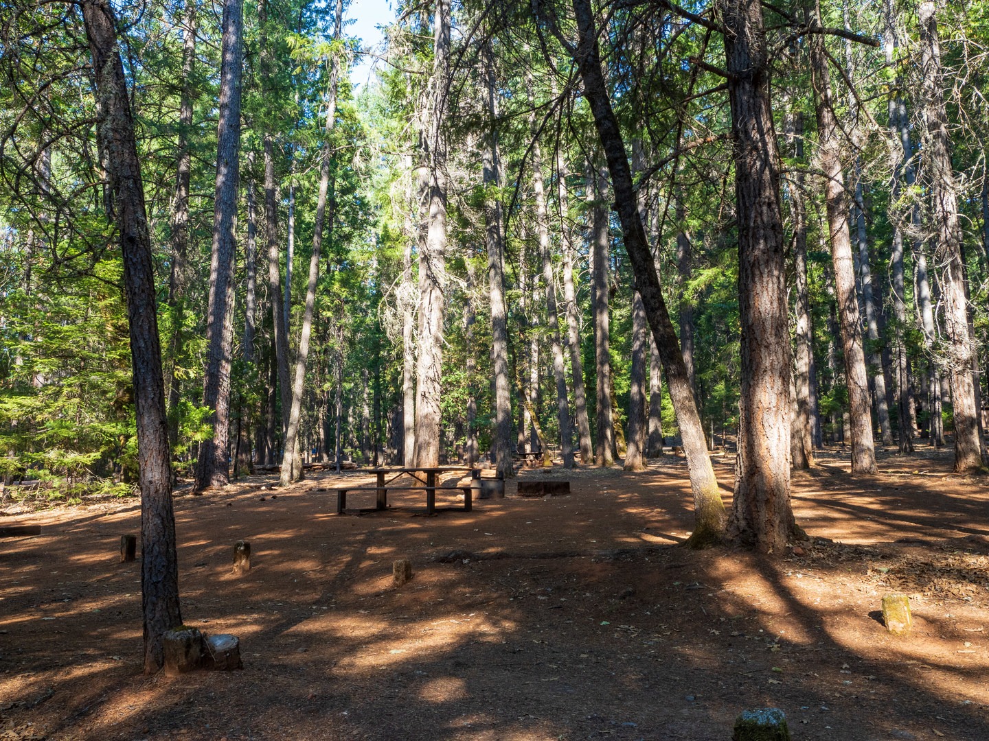 Campsites along one of the group loops at Fawn Group Campground.