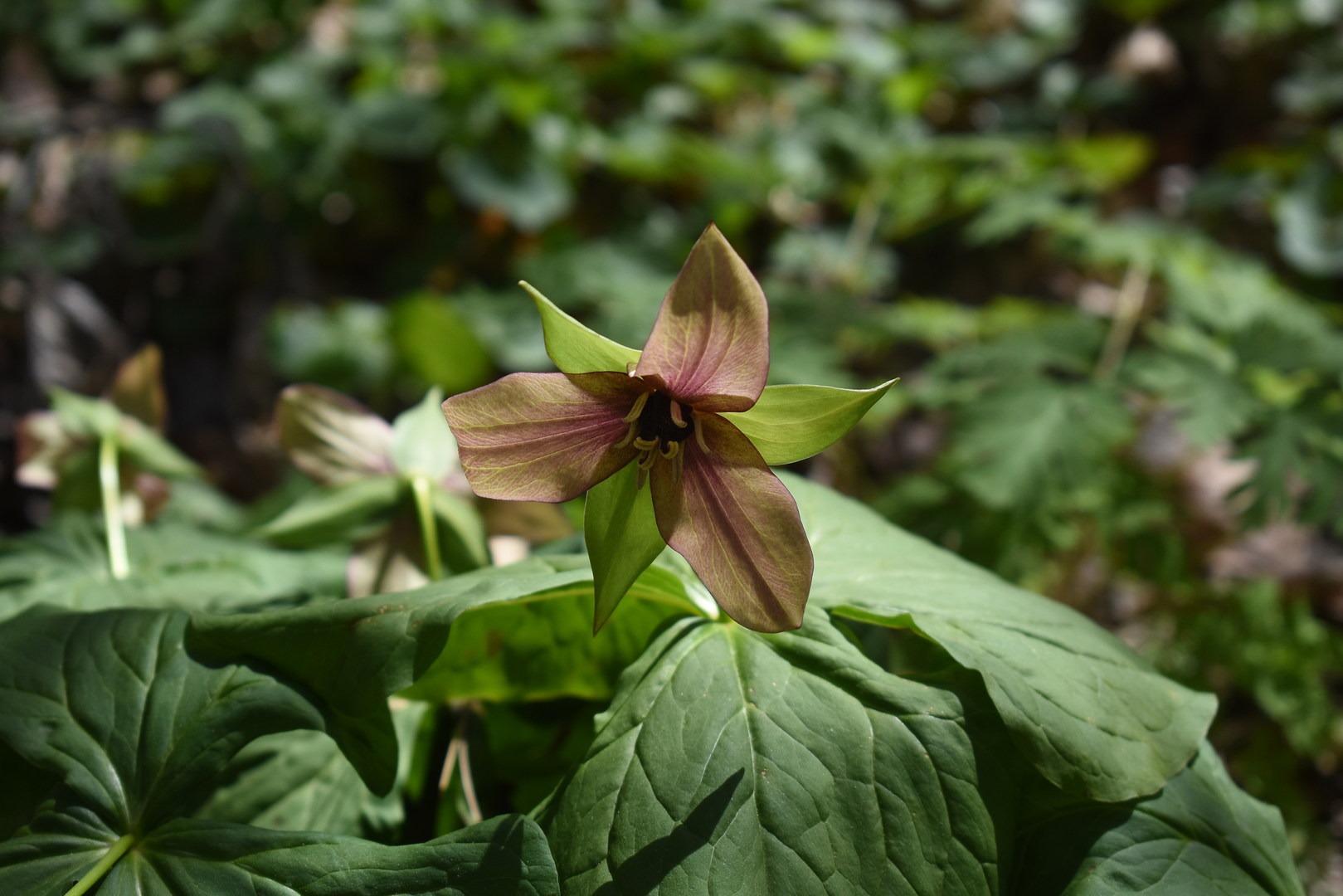 Trillium at Eloise Butler Wildflower Garden and Bird Sanctuary.
