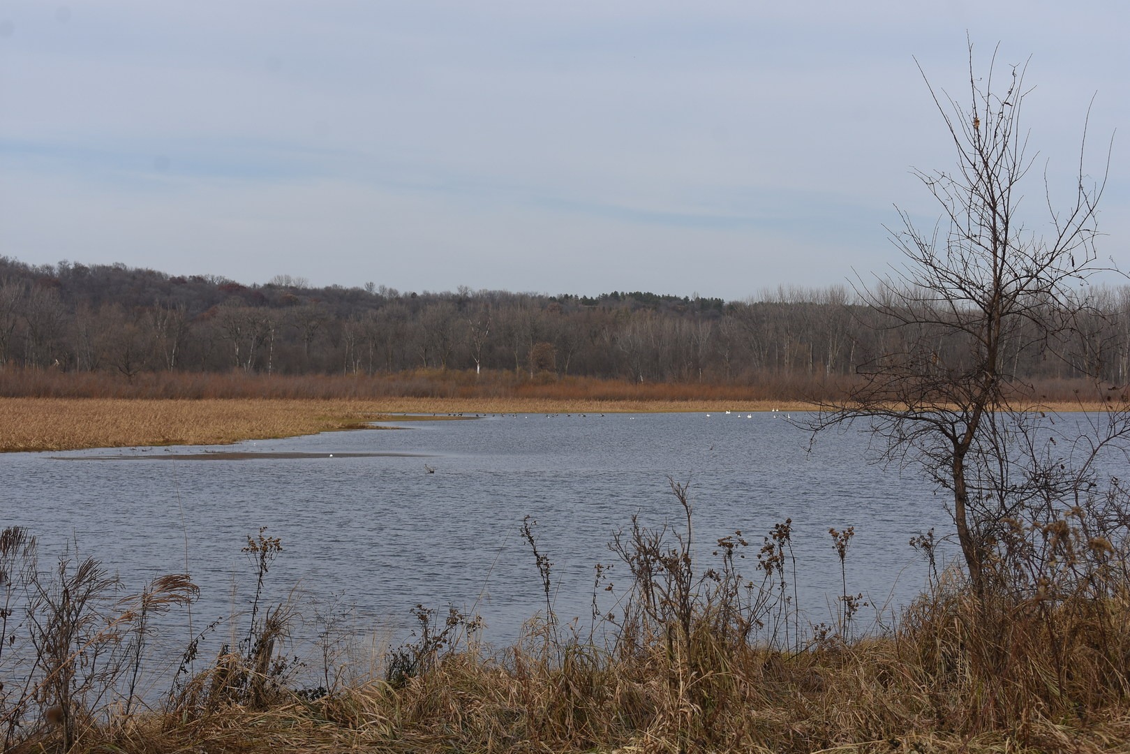 Backwaters viewed from the Hiking Club Trail at Minnesota Valley State Recreation Area.
