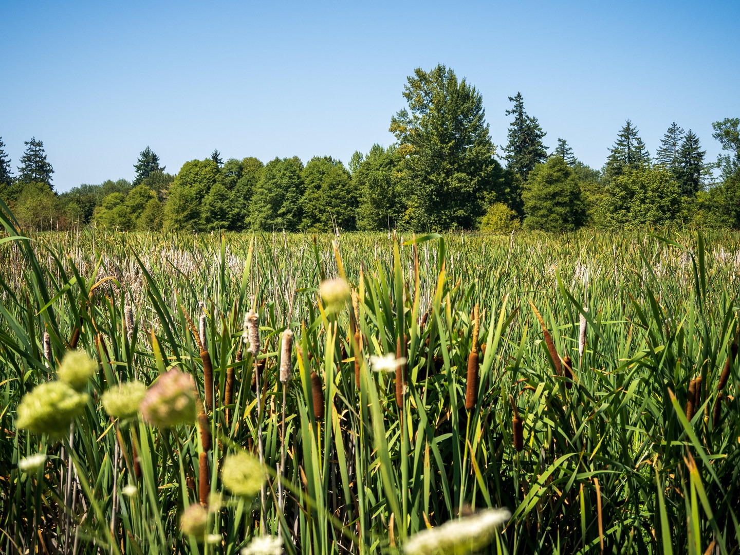 Lots of vegetation was planted here to mimic what would typically grow in a wetland like this.