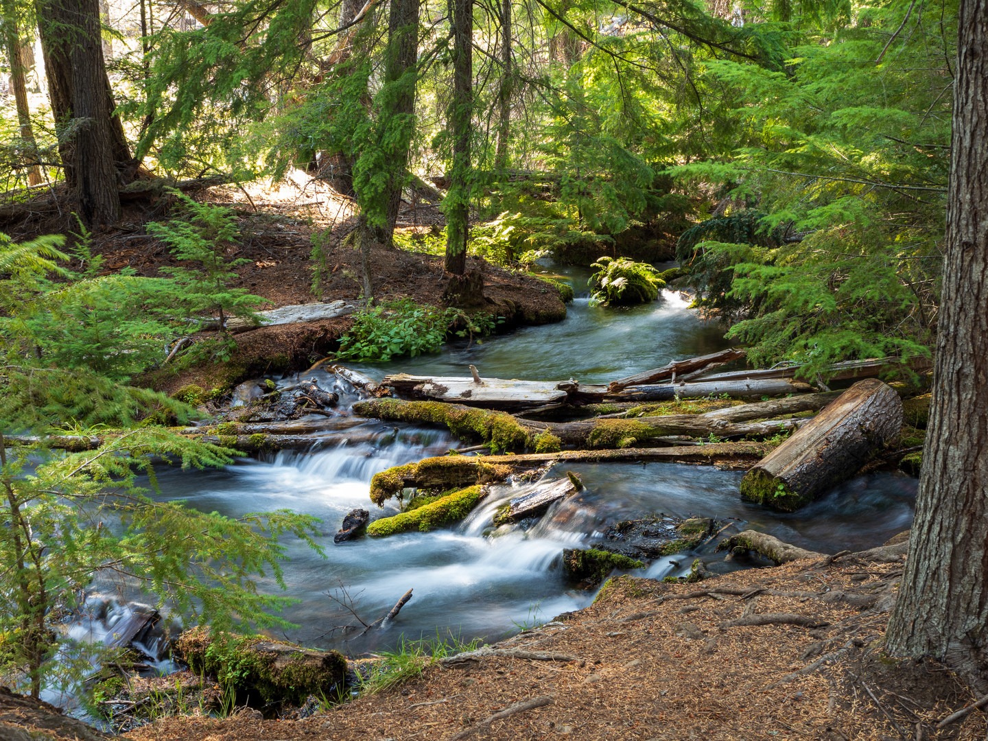 Jack Creek near the headwaters.