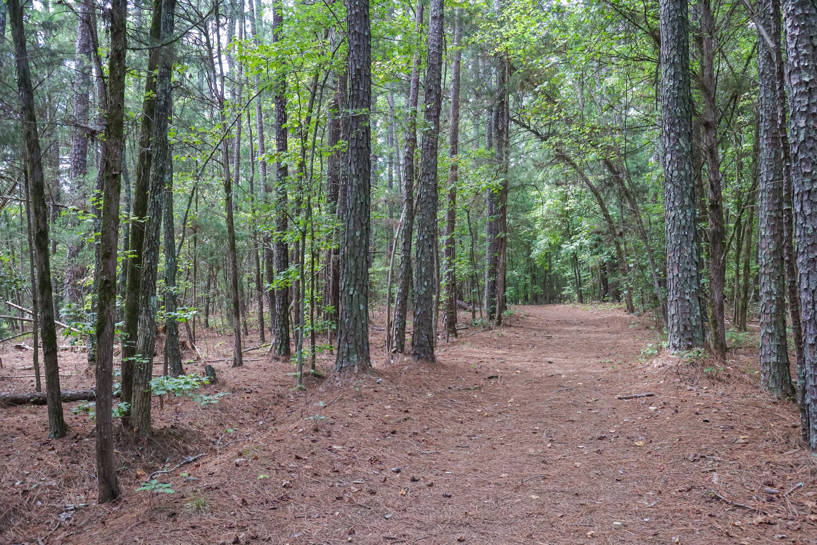 The last portion of the trail leads back to the fork just behind the Meeting House.