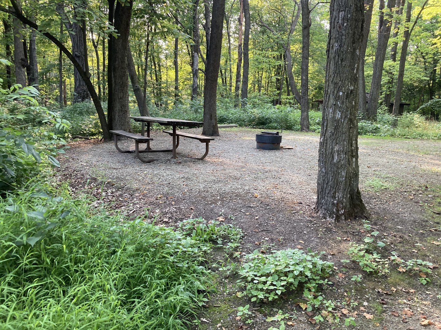 Non-electric campsite at Rice Lake State Park Drive-in Campground.