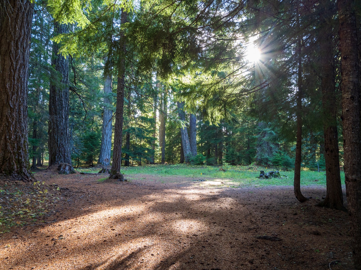 A typical dispersed campsite at Hamaker Campground.