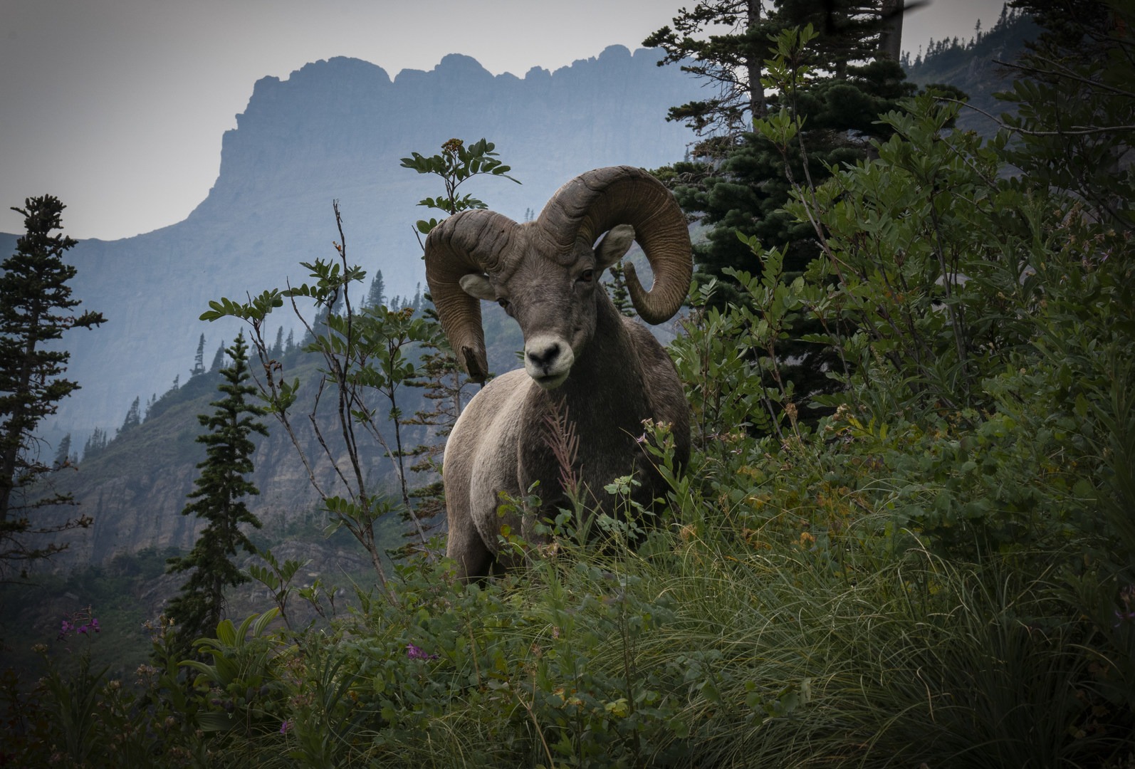 Wildlife on the trail.