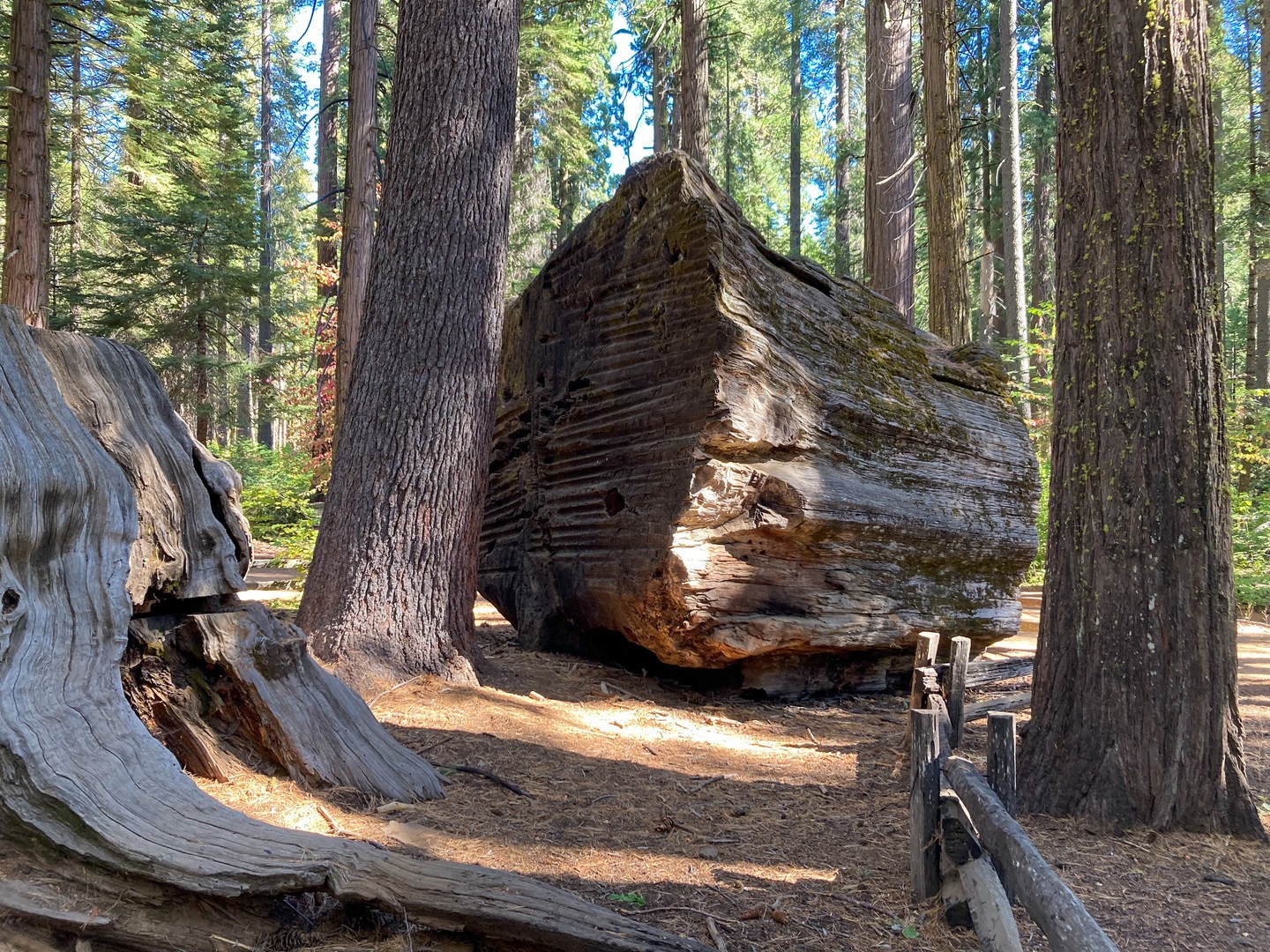 A part of the tree that was cut down to create "The Stump".
