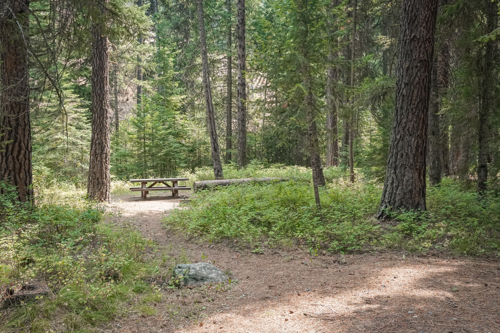 The camp is amongst an old growth ponderosa pine forest.