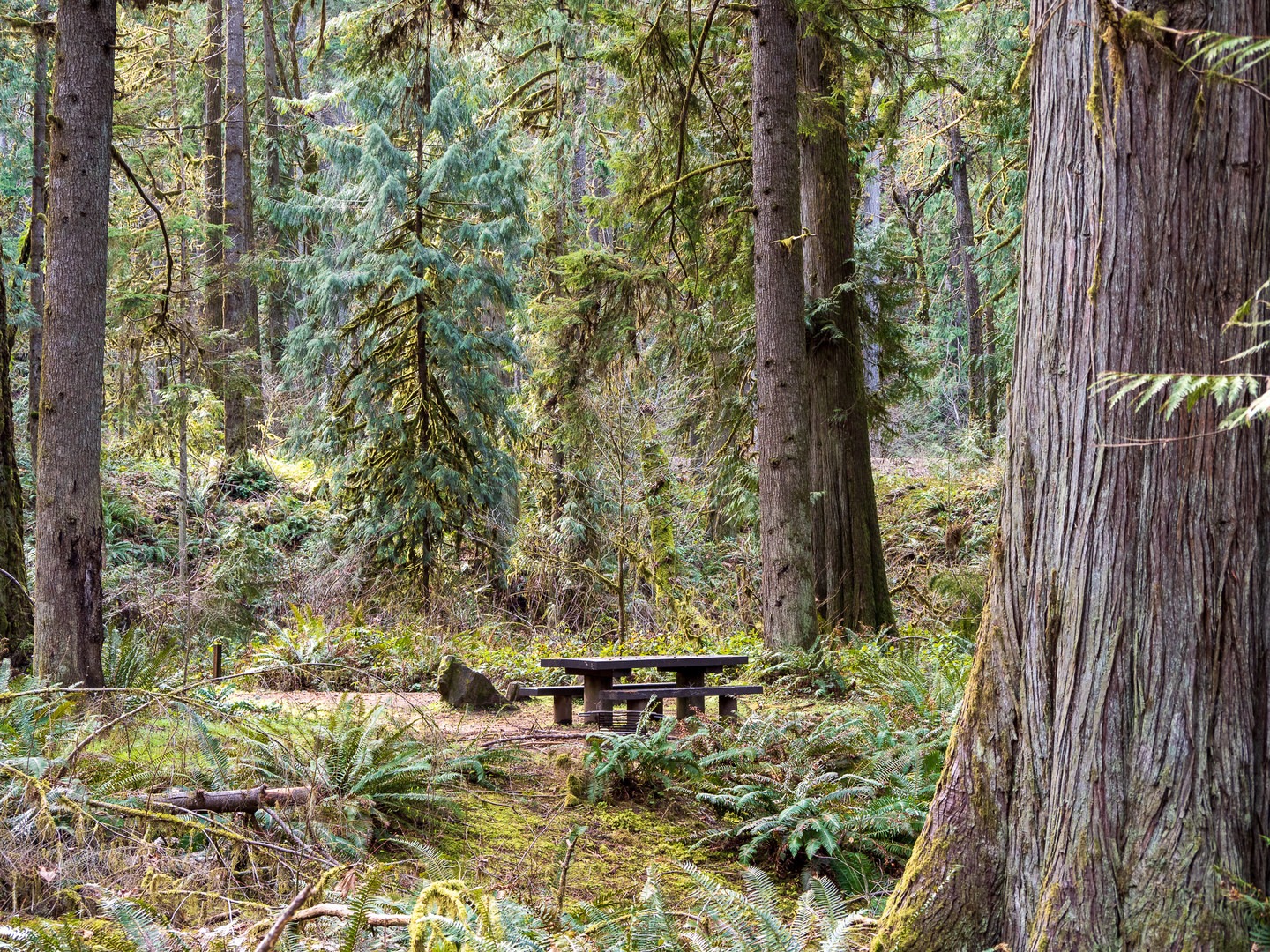 Campsites here are heavily forested.