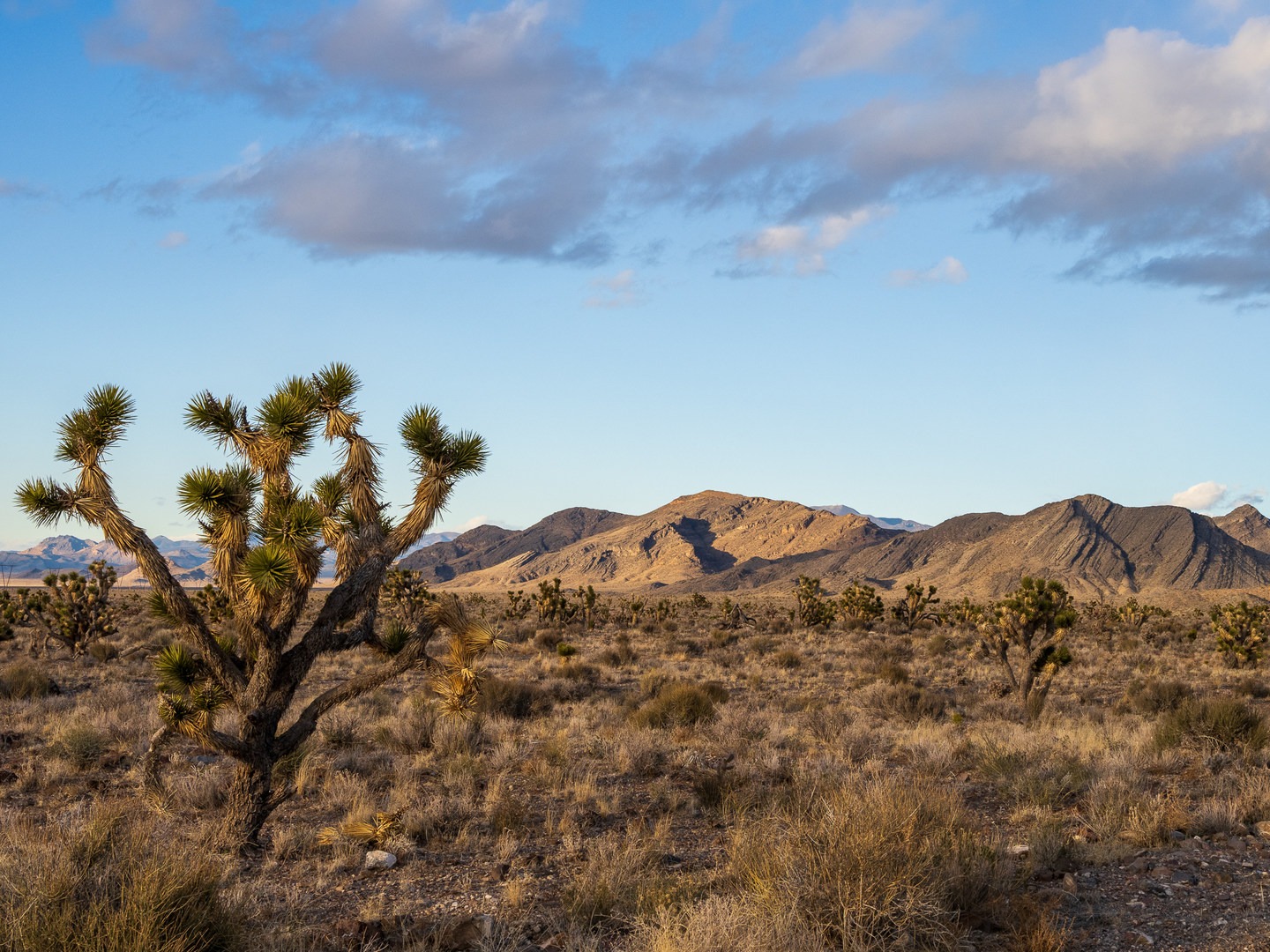 Joshua Trees dot the beautiful desert landscape around Chief Mountain West Campground.