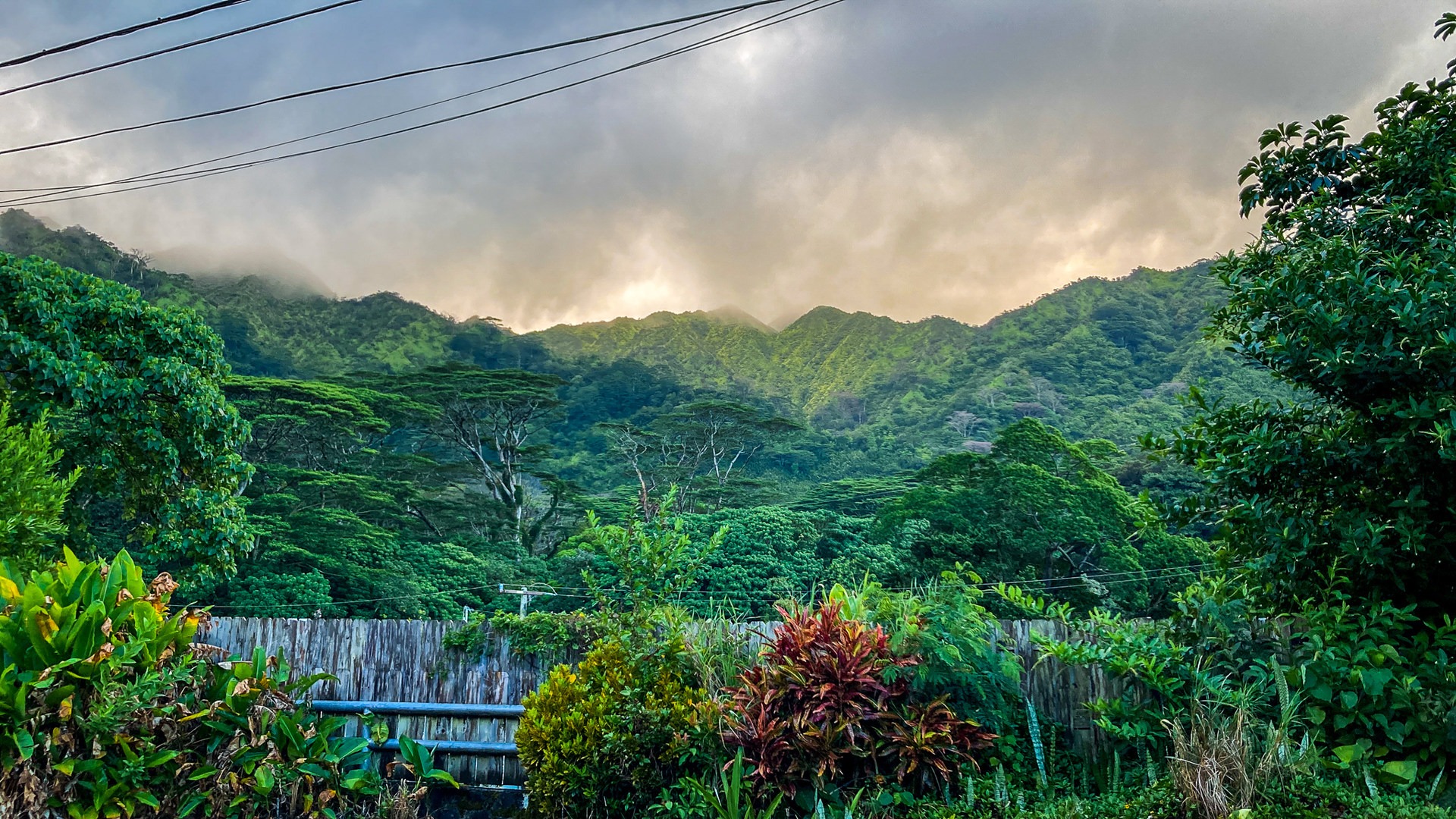View from the street below Lyon Arboretum if coming by bus.