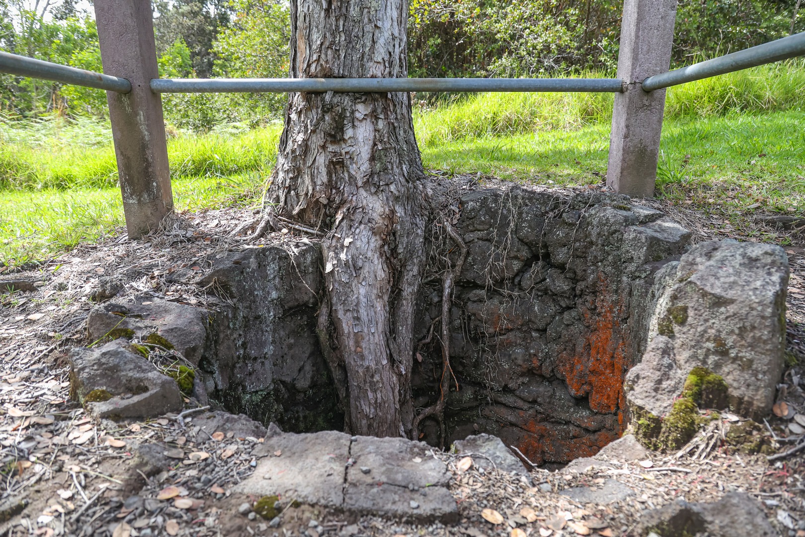 Lava Tree Molds Outdoor Project