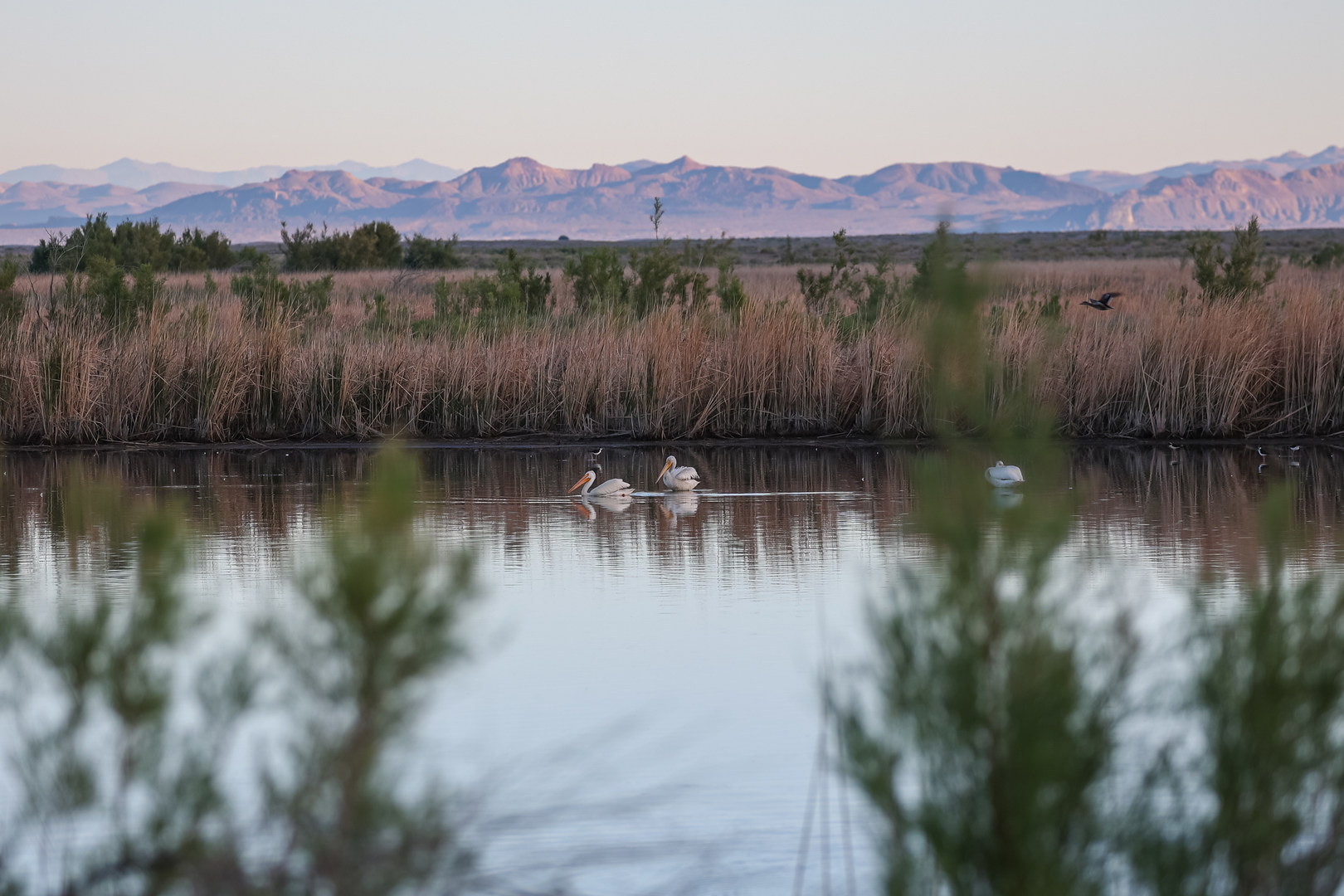 American white pelicans in Stillwater National Wildlife Refuge.