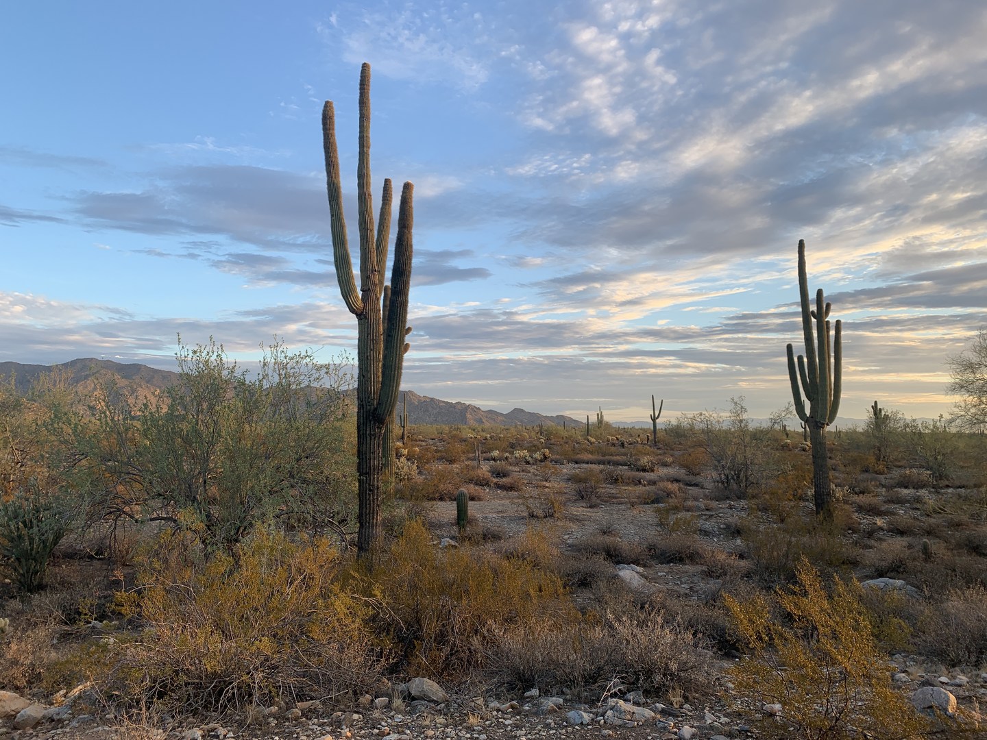 Views of the desert.