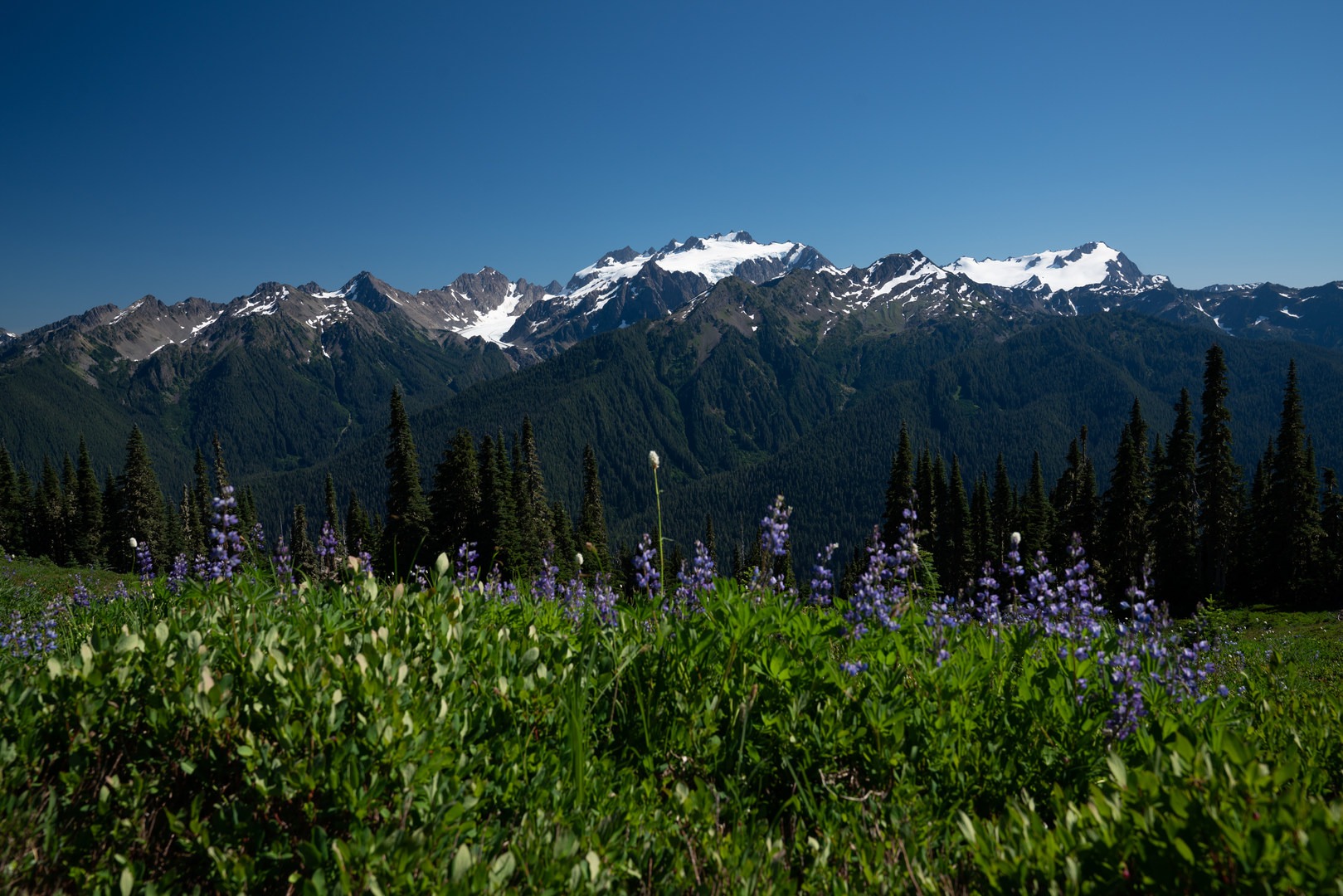 Panoramic views of the Olympic Mountains.
