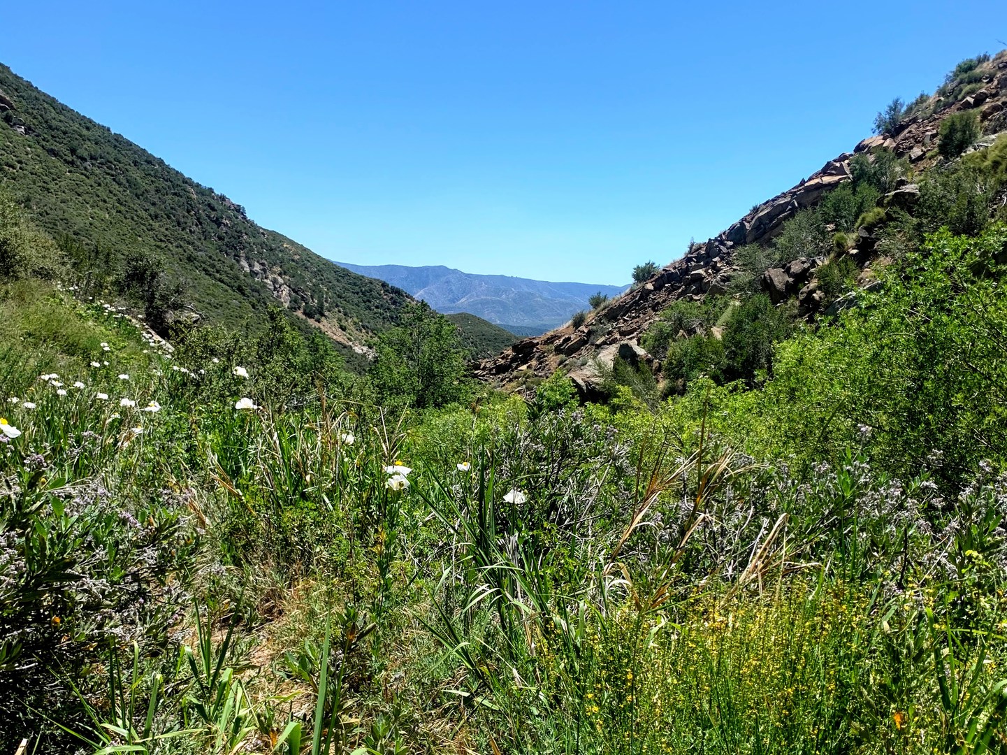 View from trail south of Haddock Camp.
