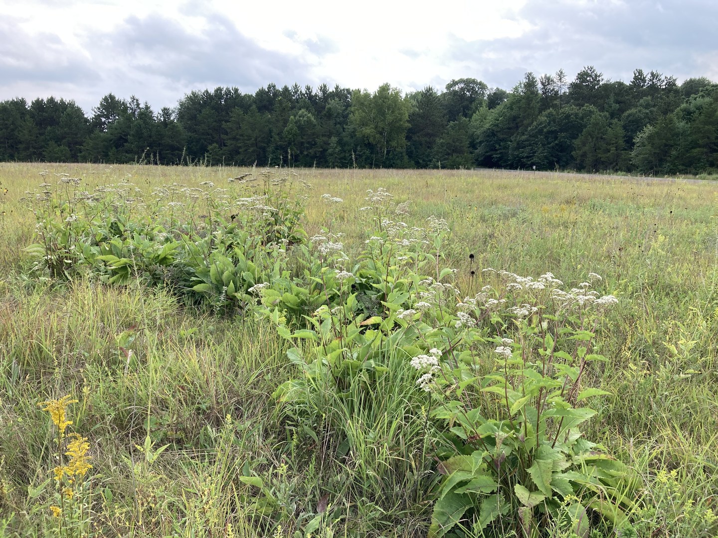 Wildflowers by Prairie Wildflower Nature Trail.