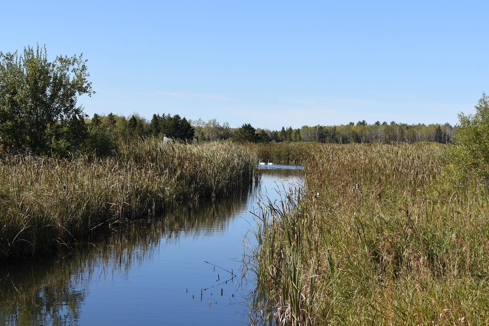 MacQuarrie Wetlands pond.