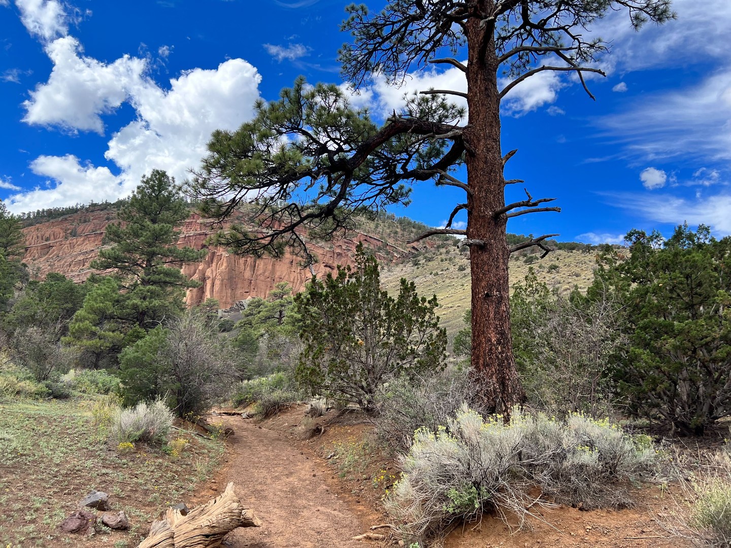 View of Red Mountain from the trail.